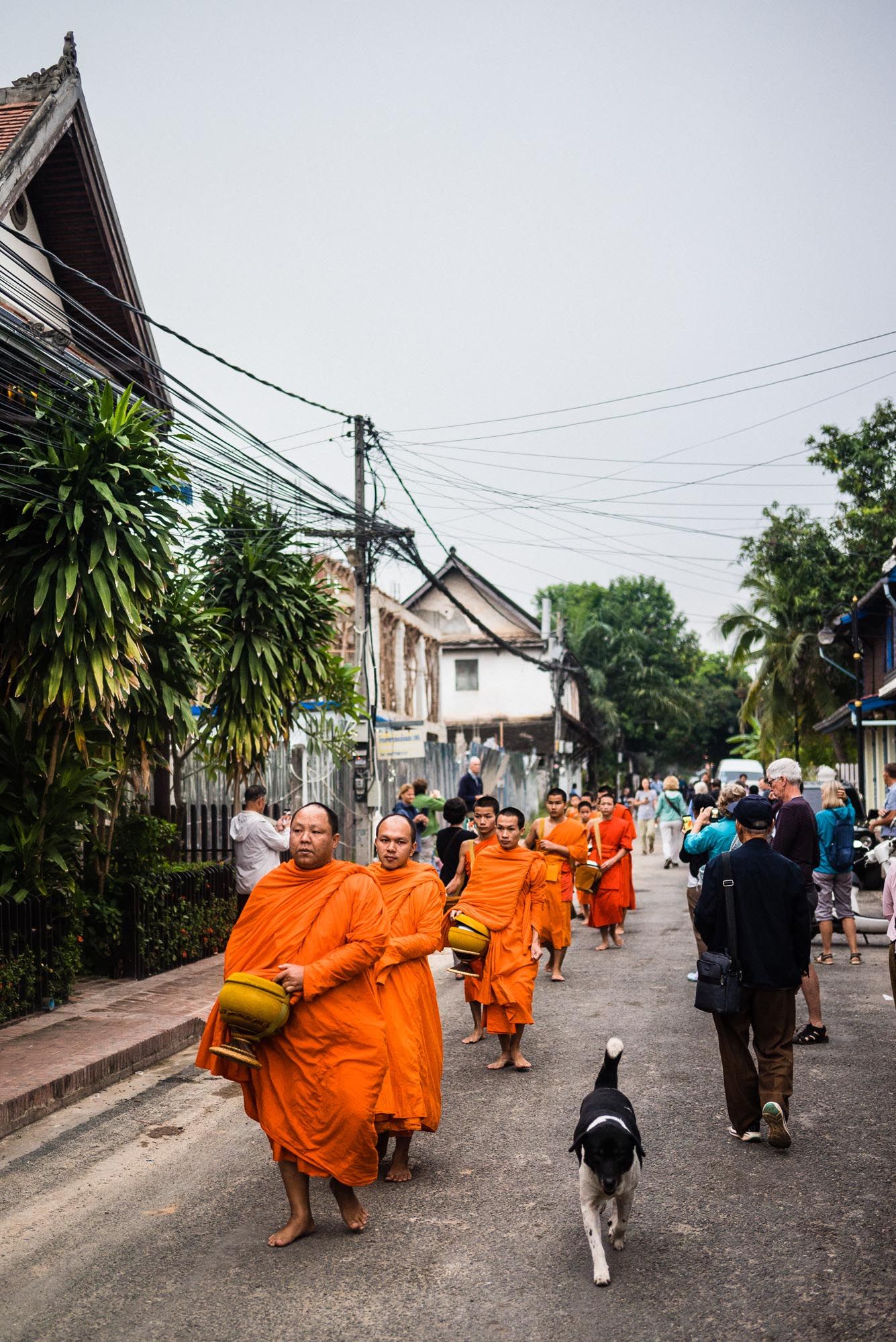 Buddhist monks in bright orange robes walk down a village street during their morning alms collection ritual.