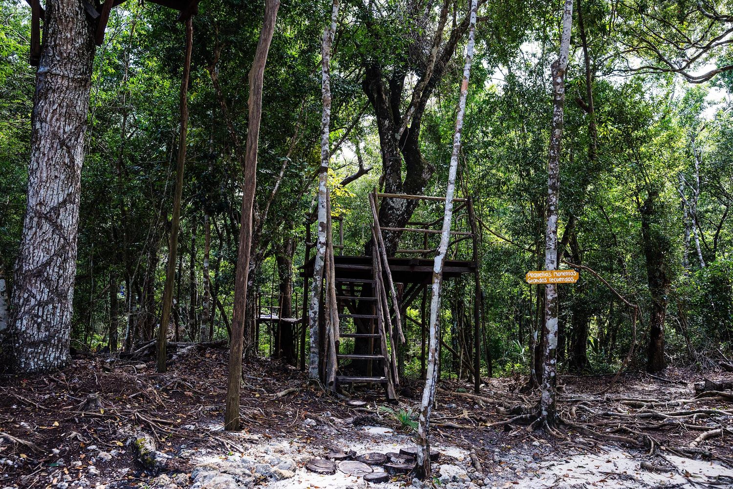 A series of wooded trail photos showing a natural path winding through dense forest terrain.