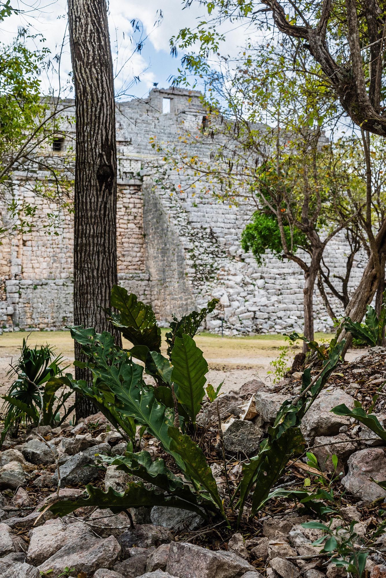 Ancient white stone pyramid wall with tropical plants and trees growing at its base in Chichen Itza, Mexico.