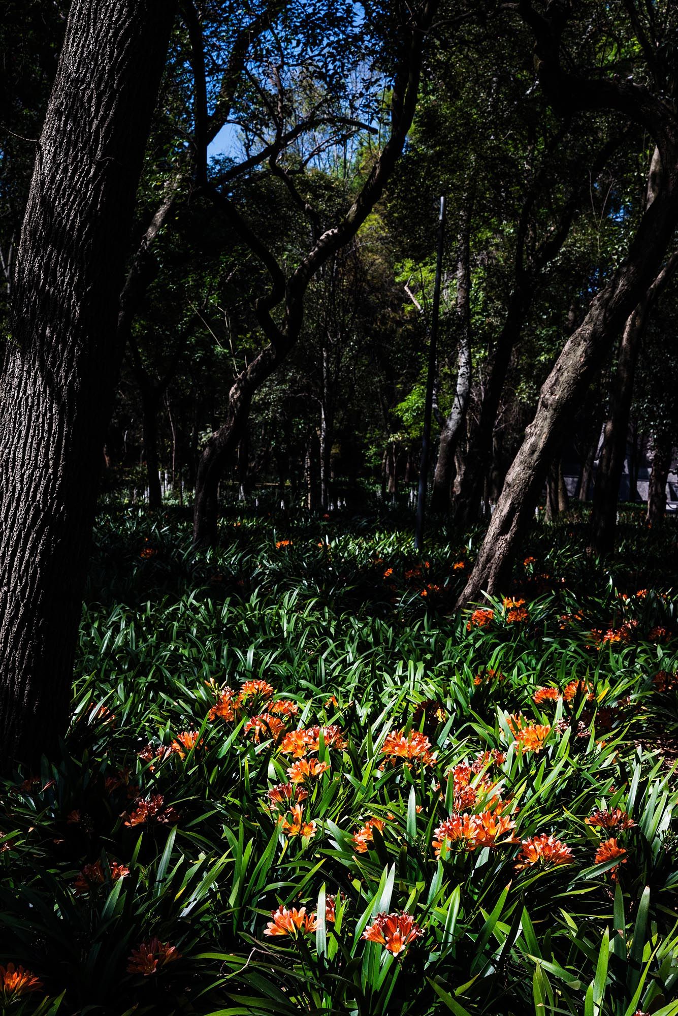 Vibrant orange clivia flowers bloom among lush green foliage in a shaded woodland garden setting.