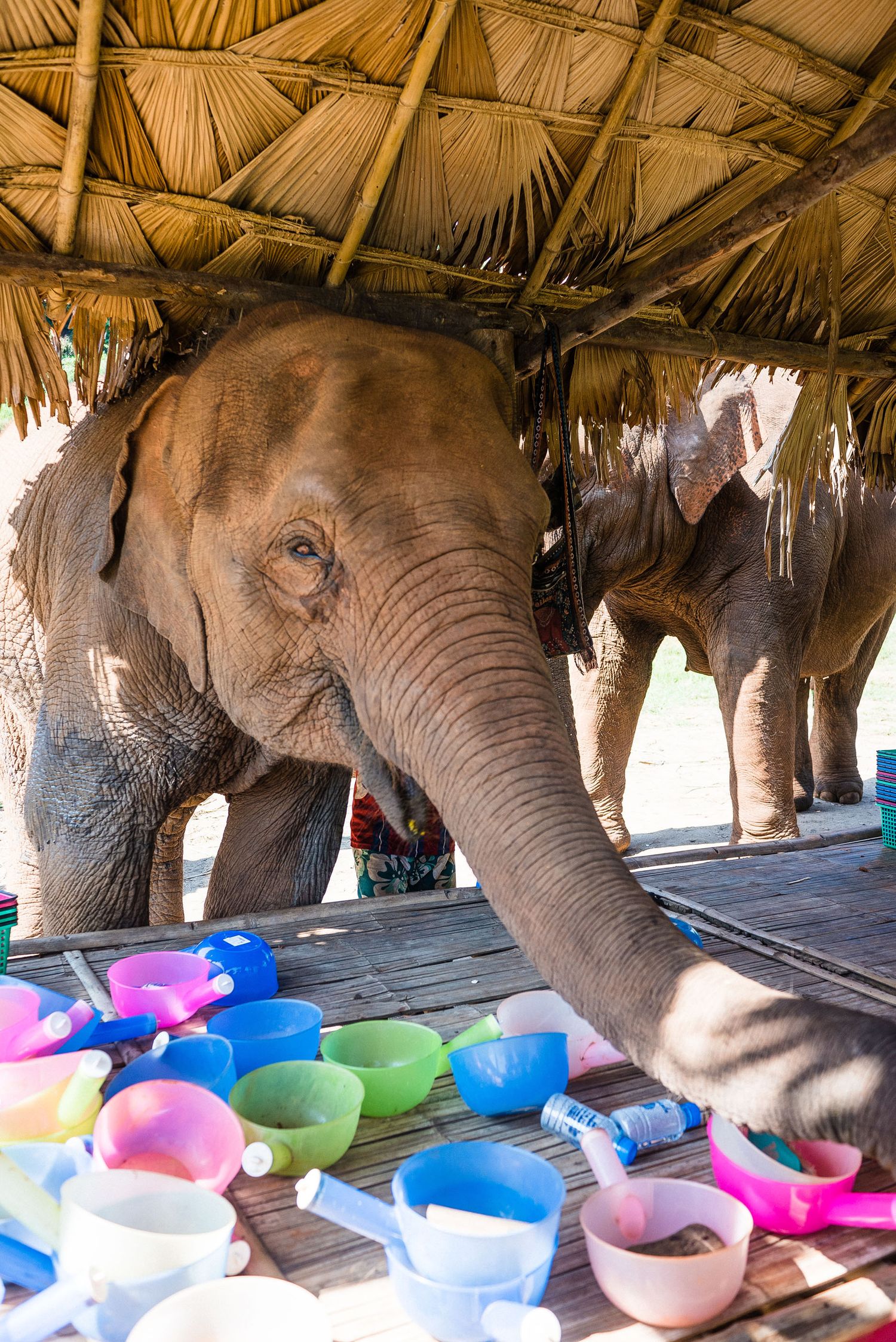 An elephant, Things to do in the Centre of Chiang Mai