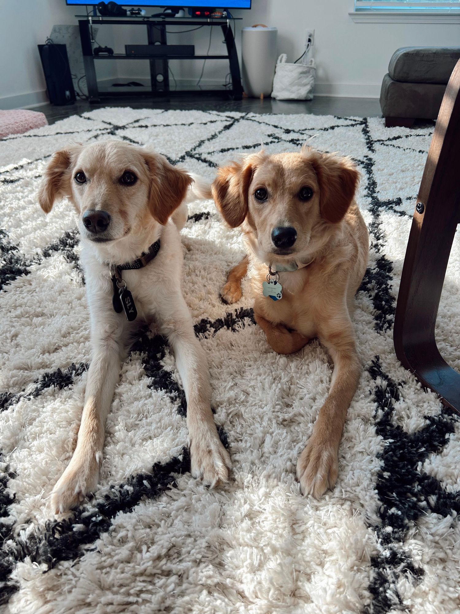 dogs