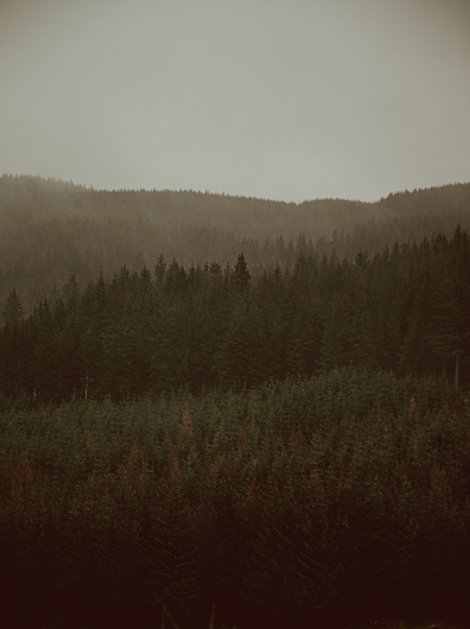 Misty evergreen forest covering rolling hills on a dark, foggy day in a moody wilderness landscape in Scotland.