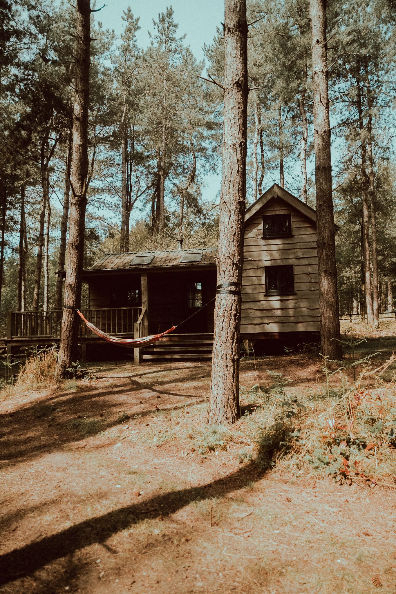 A rustic wooden cabin in Scotland nestled among tall pine trees with a red hammock strung between trunks in a serene forest setting.