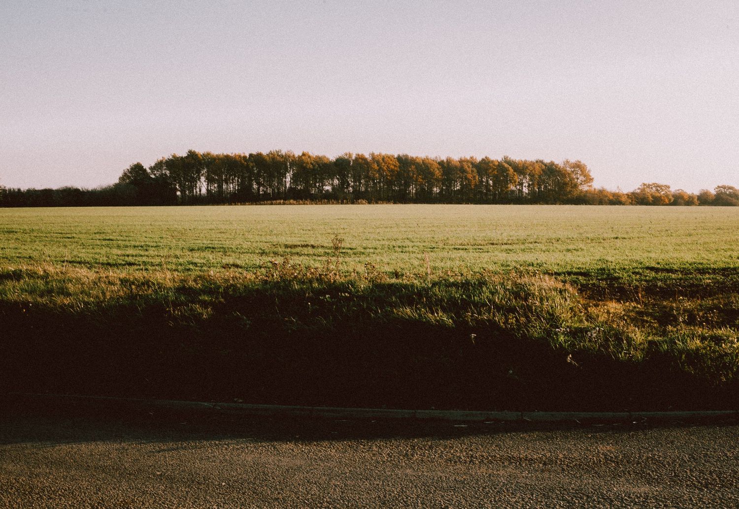 Autumn trees line a vast green field under a clear sky, with a quiet road in the foreground on a sunny day.