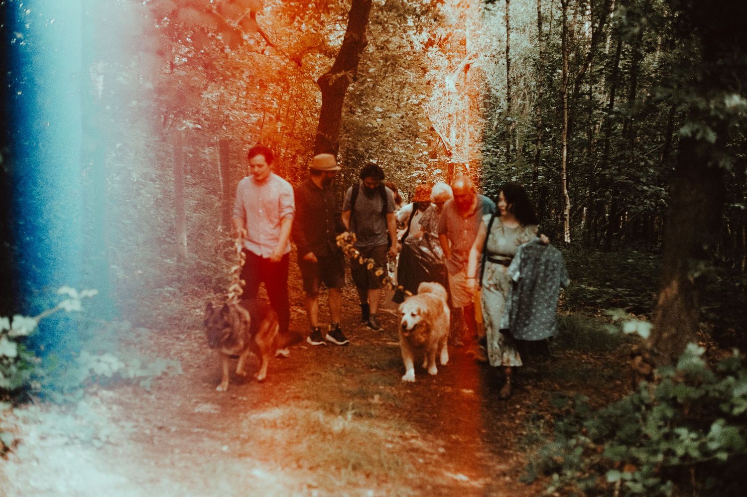 Group of wedding guests arriving with dogs on a forest path surrounded by lush green trees with colorful light effects.