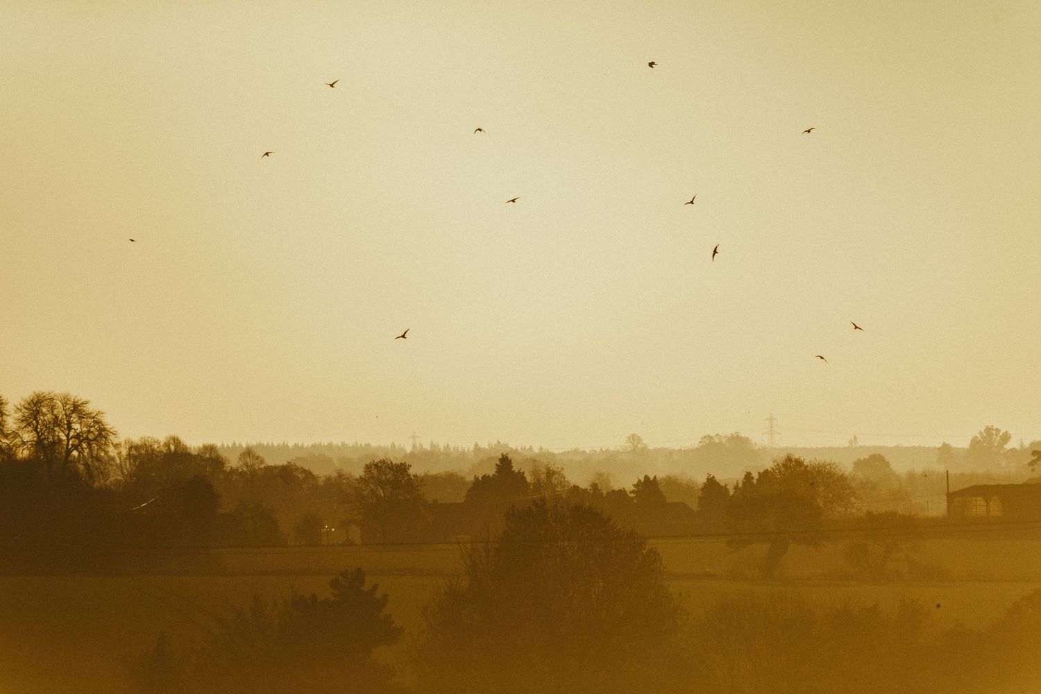 Birds soaring over a golden misty landscape at sunset with trees and buildings silhouetted in warm sepia tones.
