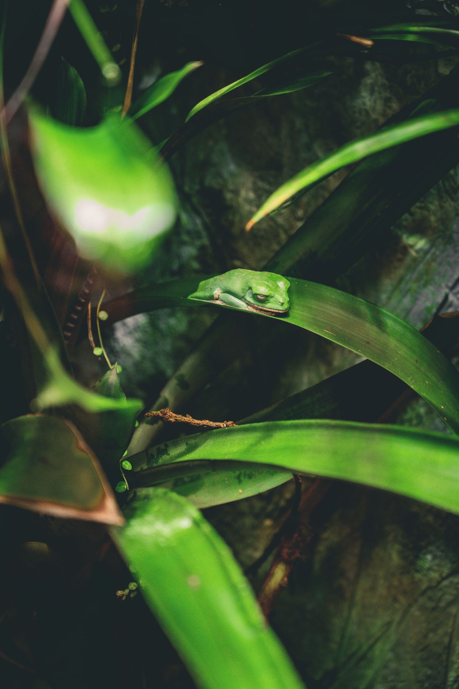 A small green tree frog rests on a vibrant leaf in a dark rainforest setting.