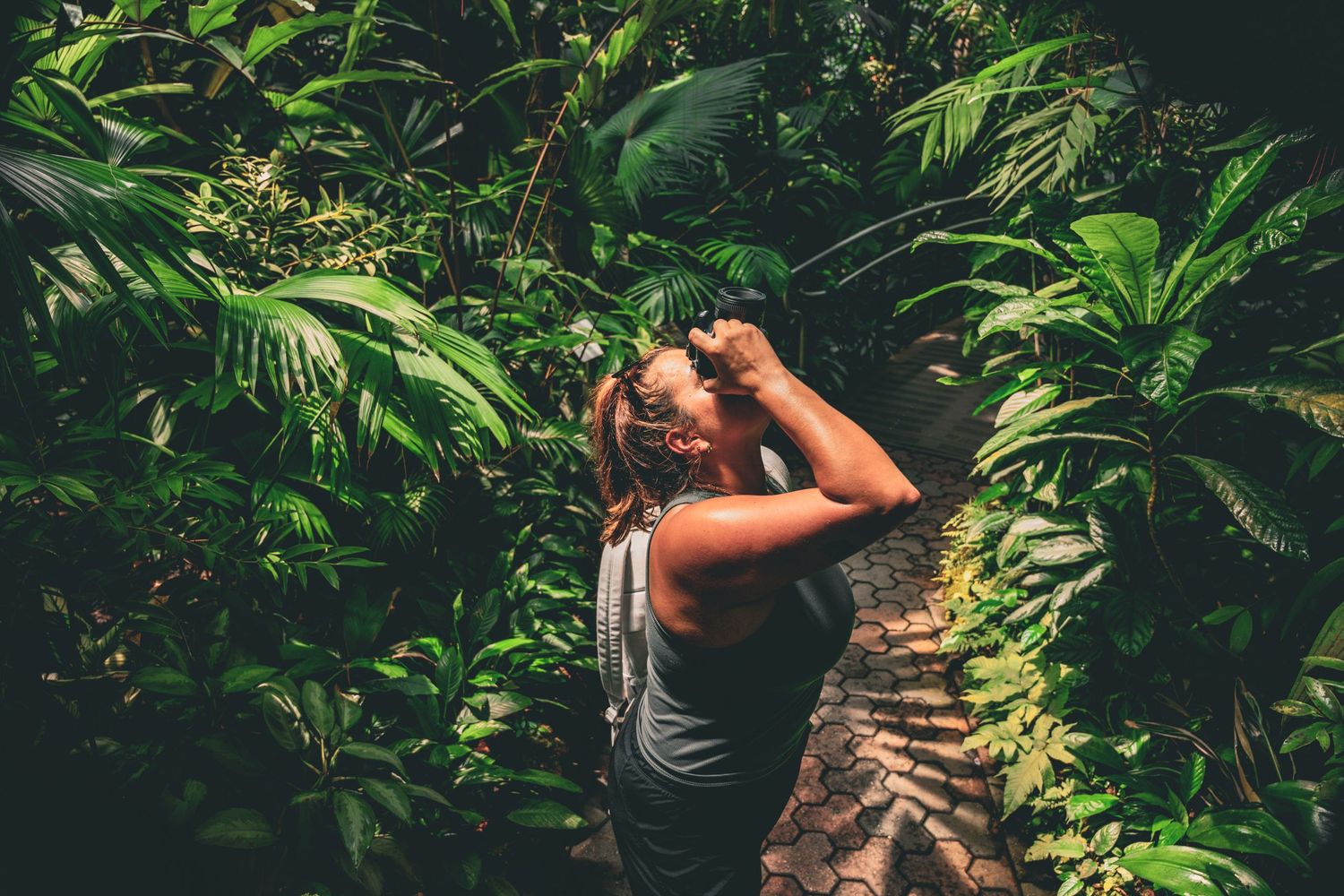 Someone explores a dense tropical garden path surrounded by large green ferns.