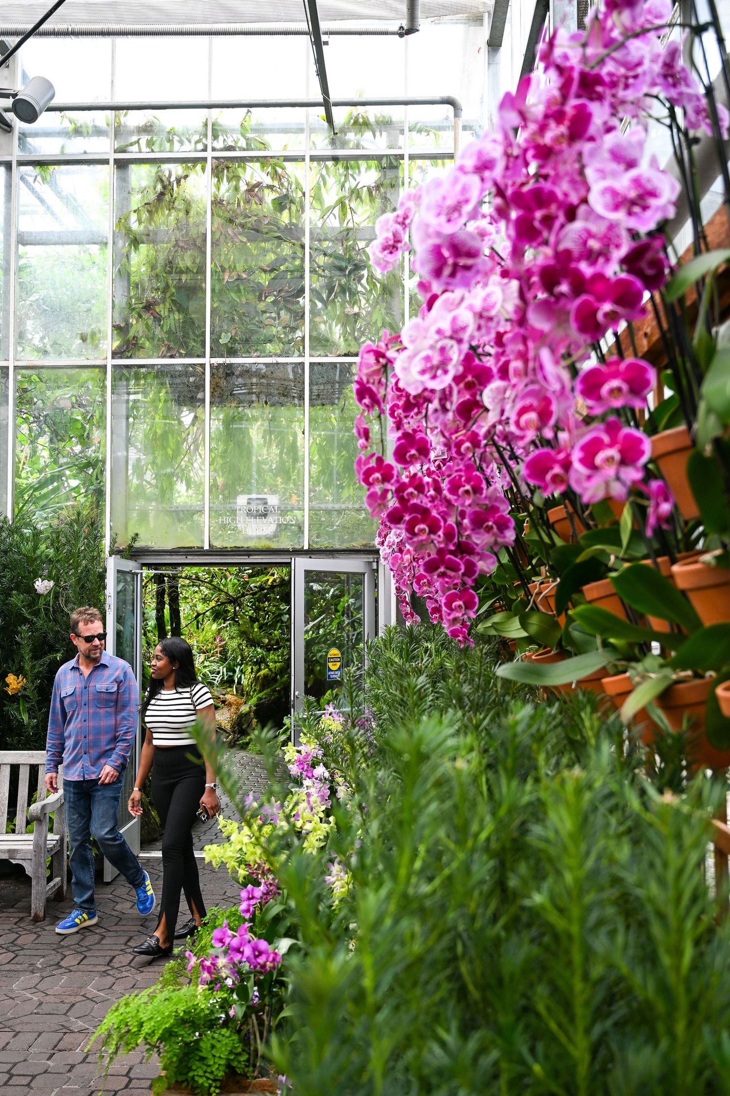 Stunning pink orchids cascade from above in a bright greenhouse with visitors admiring the tropical display.