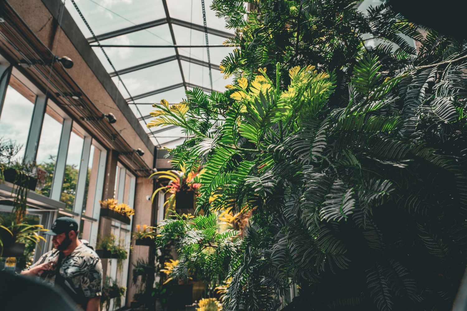 Interior of a modern greenhouse with abundant tropical plants and glass ceiling architecture.