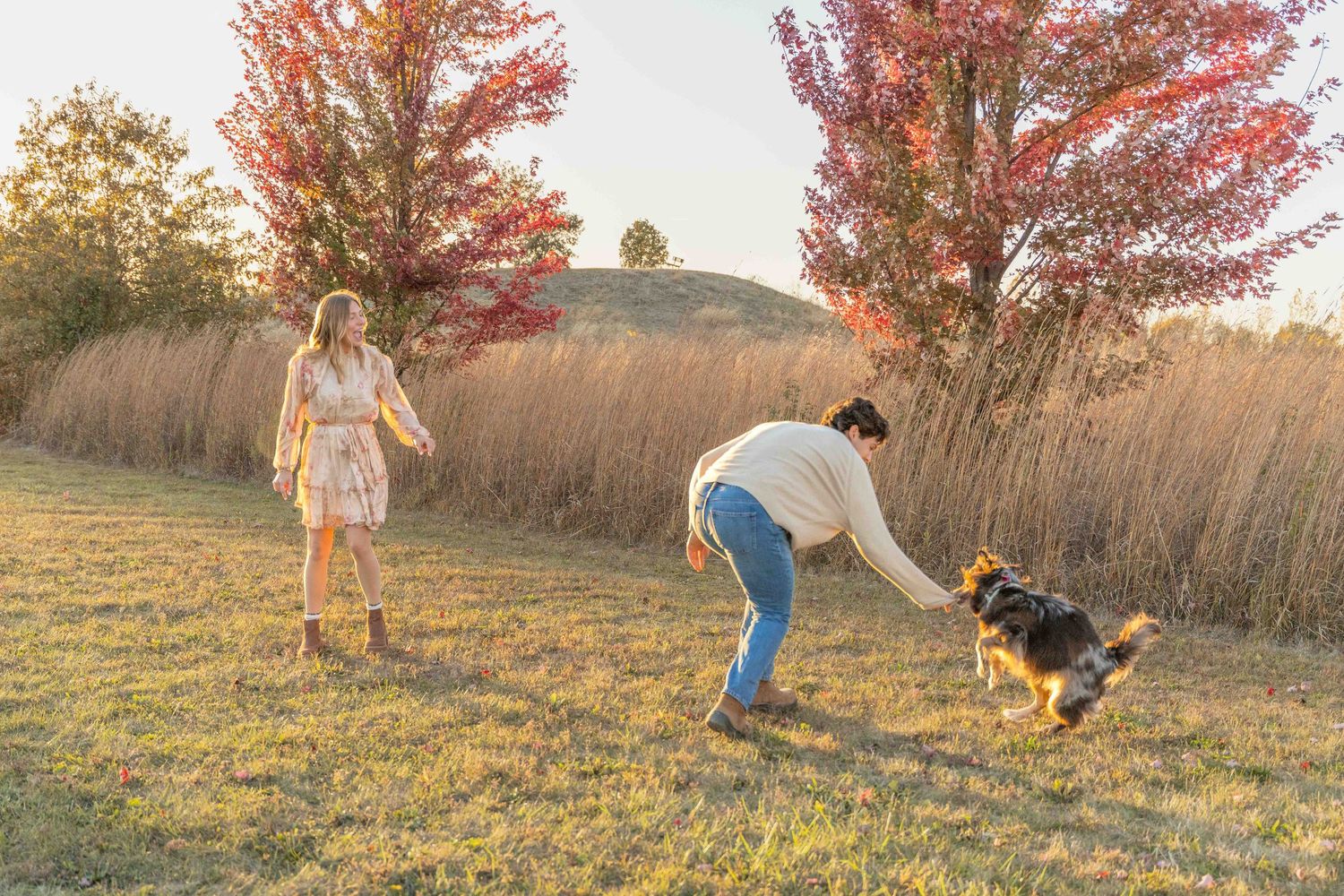 A playful Australian Shepherd dog jumps and runs through a golden autumn field at sunset with its companions.