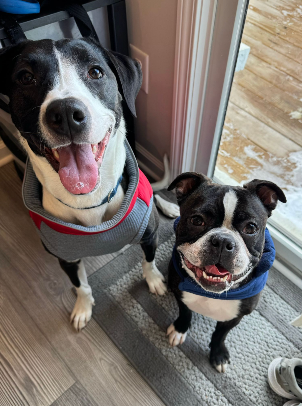 Two black and white dogs with happy expressions sitting side by side on a grey mat by a door.