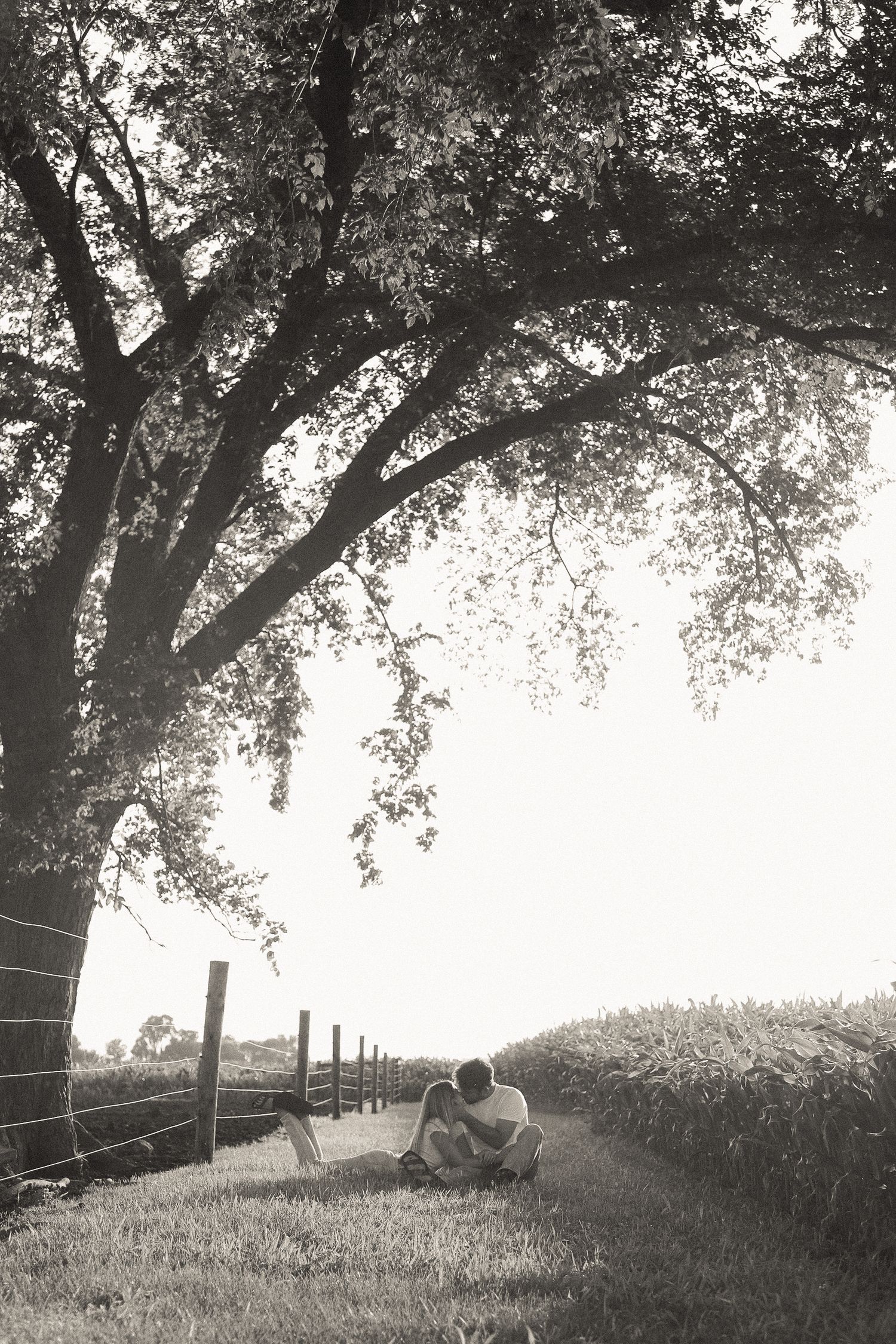 A tranquil countryside scene with trees and fencing at sunset.