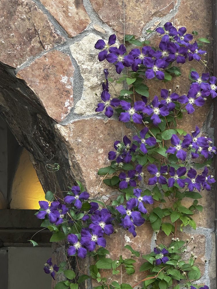 purple flowers