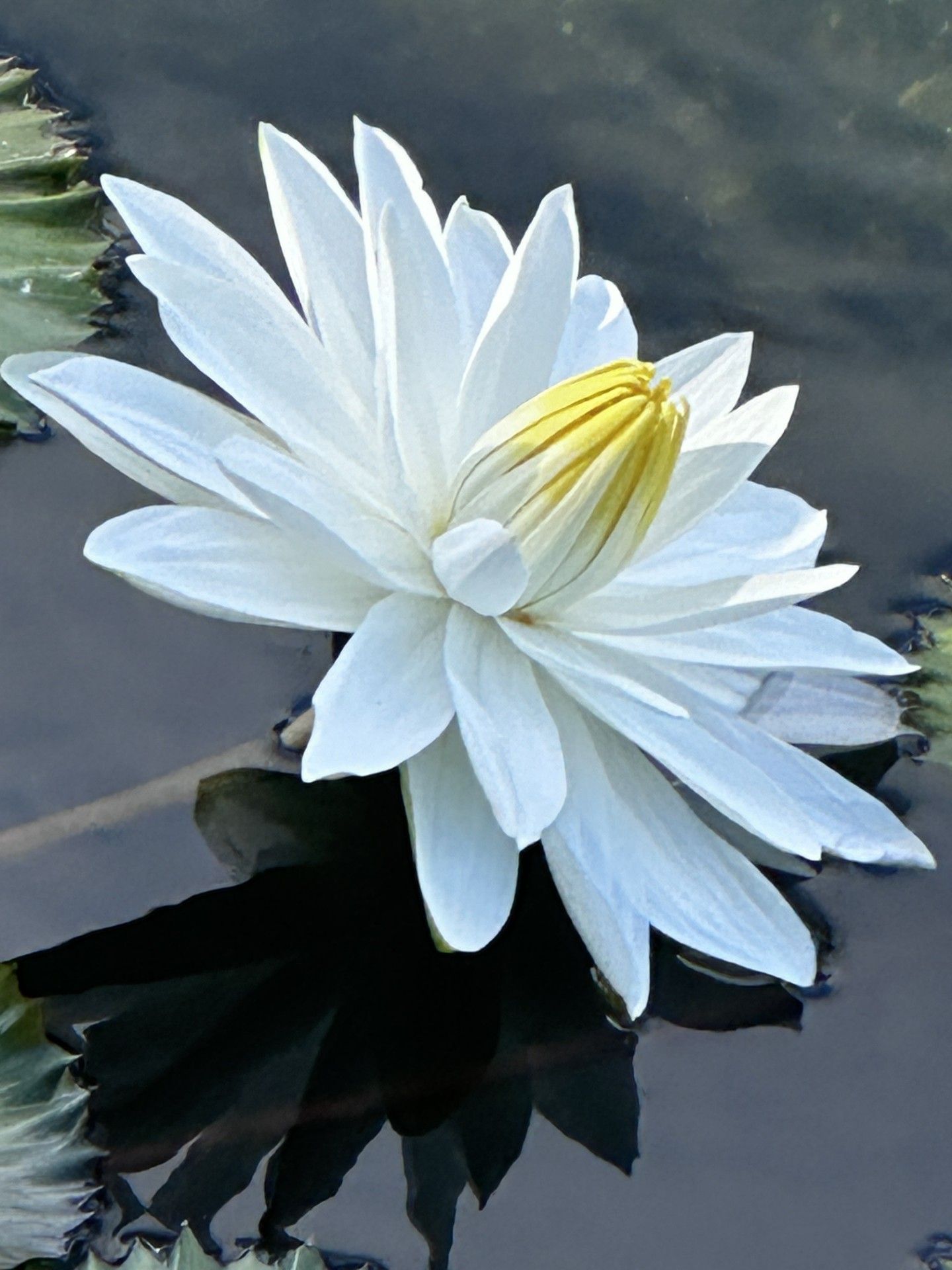 beautiful lily