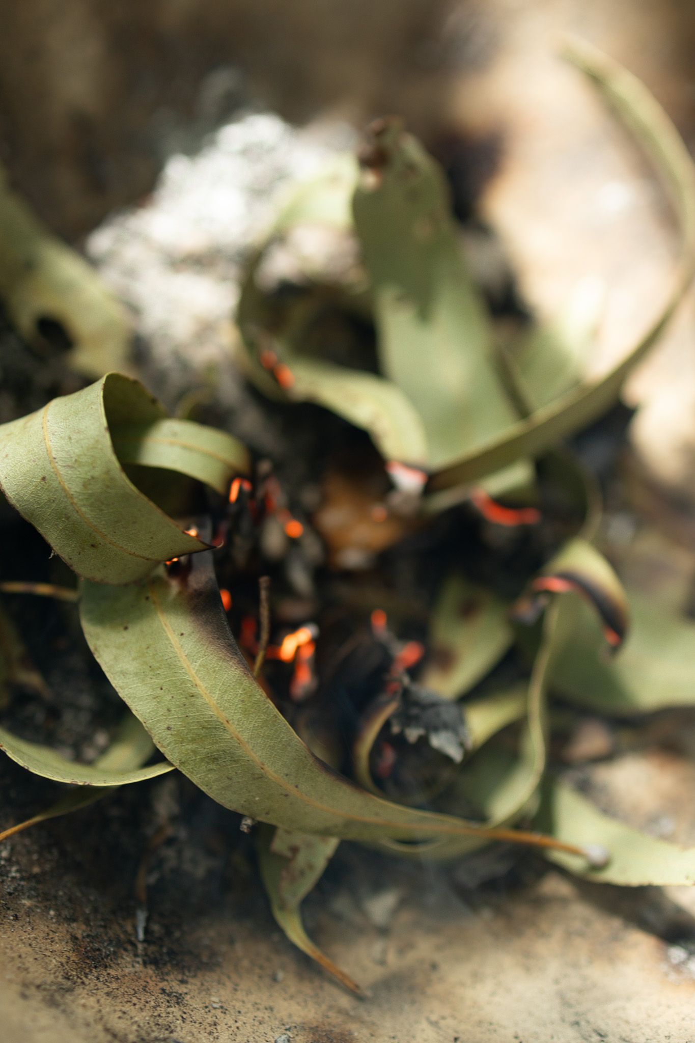 Curved green eucalyptus-style leaves surround glowing orange embers and dark charred ground, with white ash visible in the background.