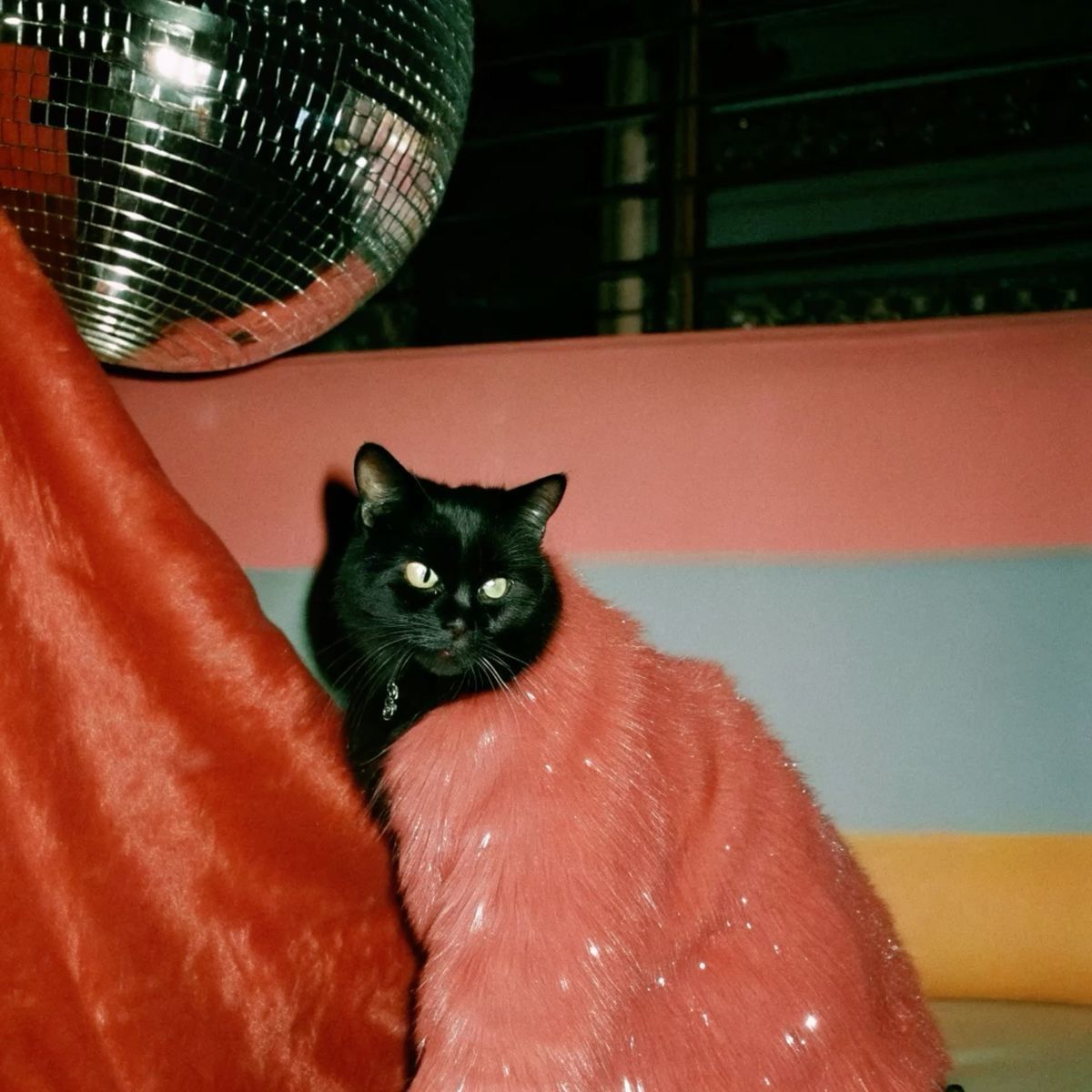 A black cat wrapped in a pink fluffy coat sits beneath a disco ball with colorful walls in the background.