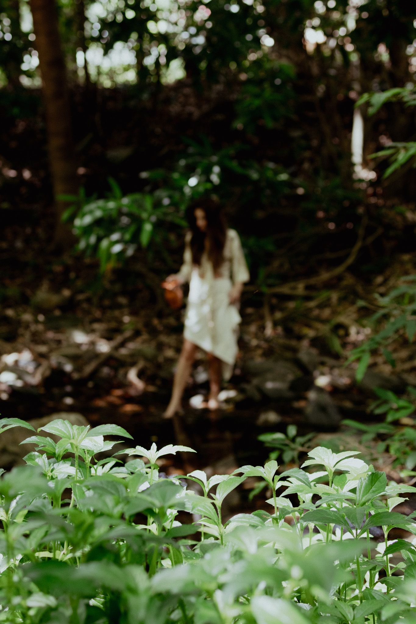 White wildflowers in the foreground of a wooded forest scene.