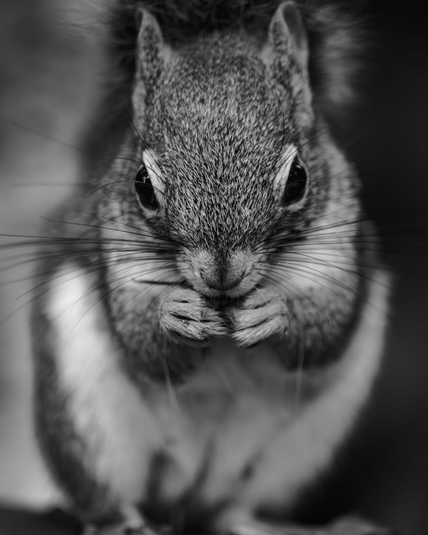 Squirrel