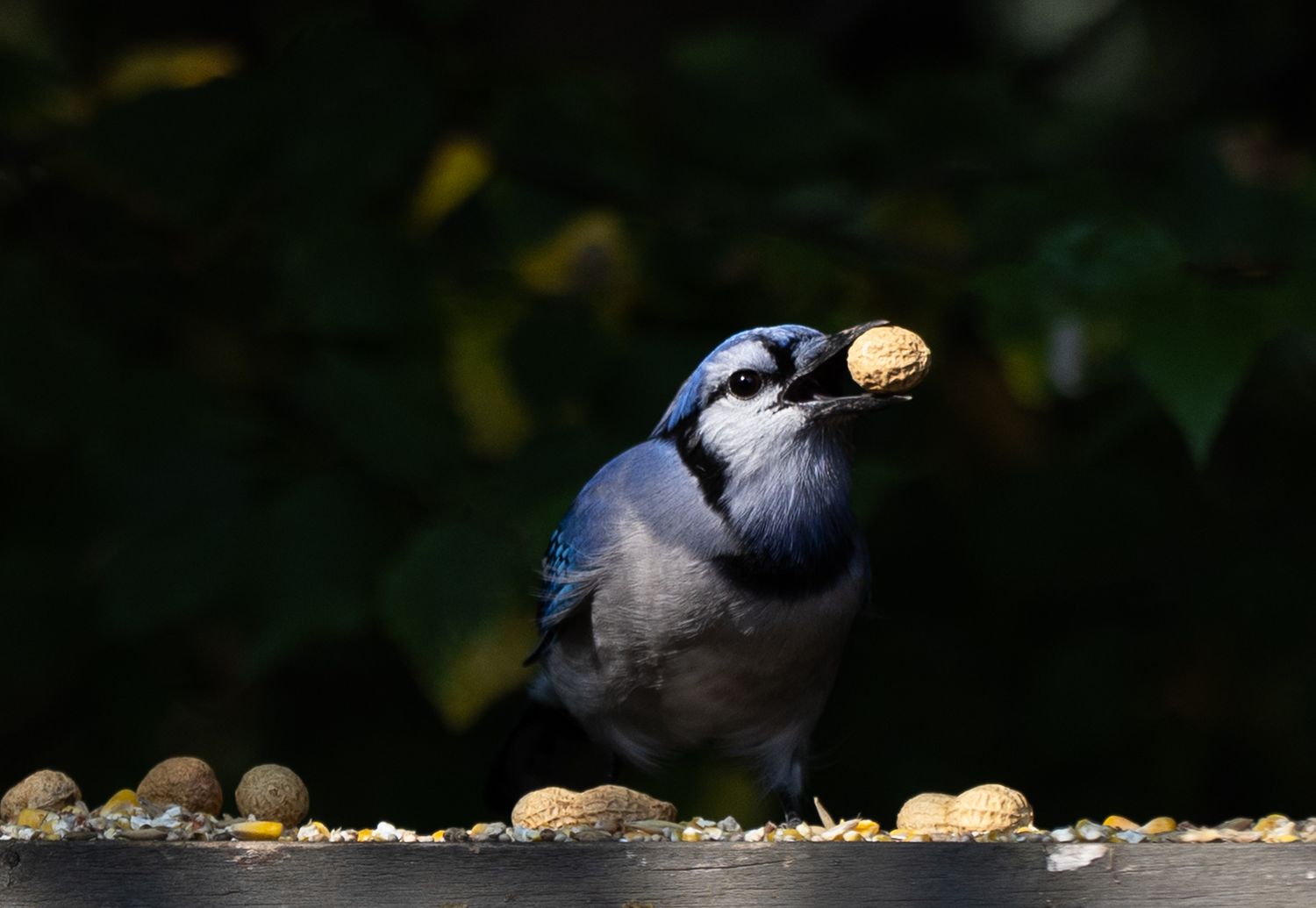 Blue Jay Dieppe New Brunswick
