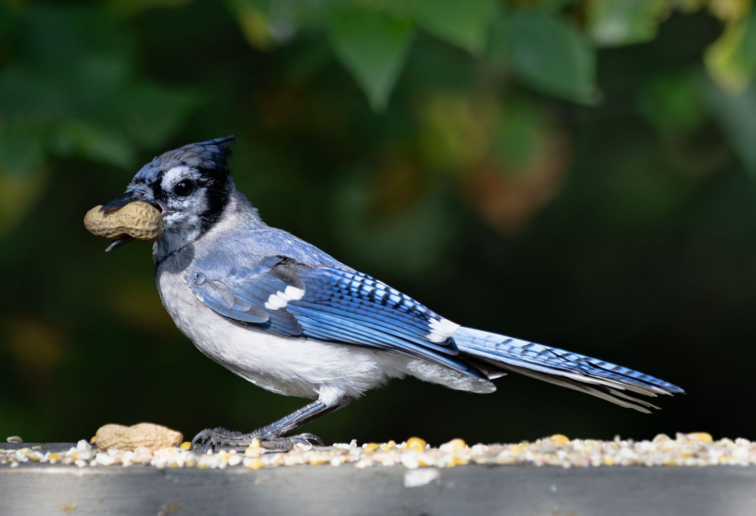 Blue Jay