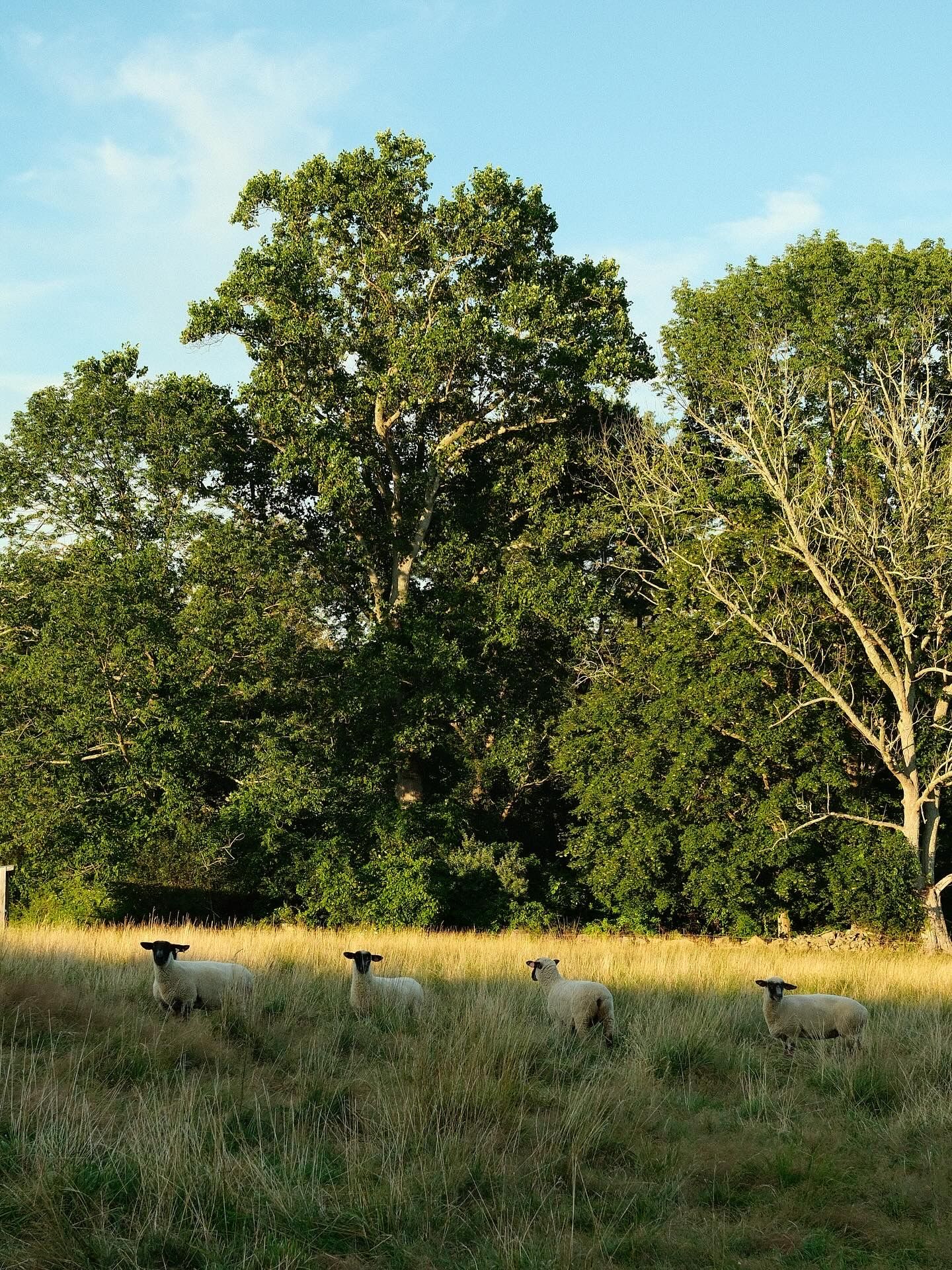 sheep in a field in Connecticut