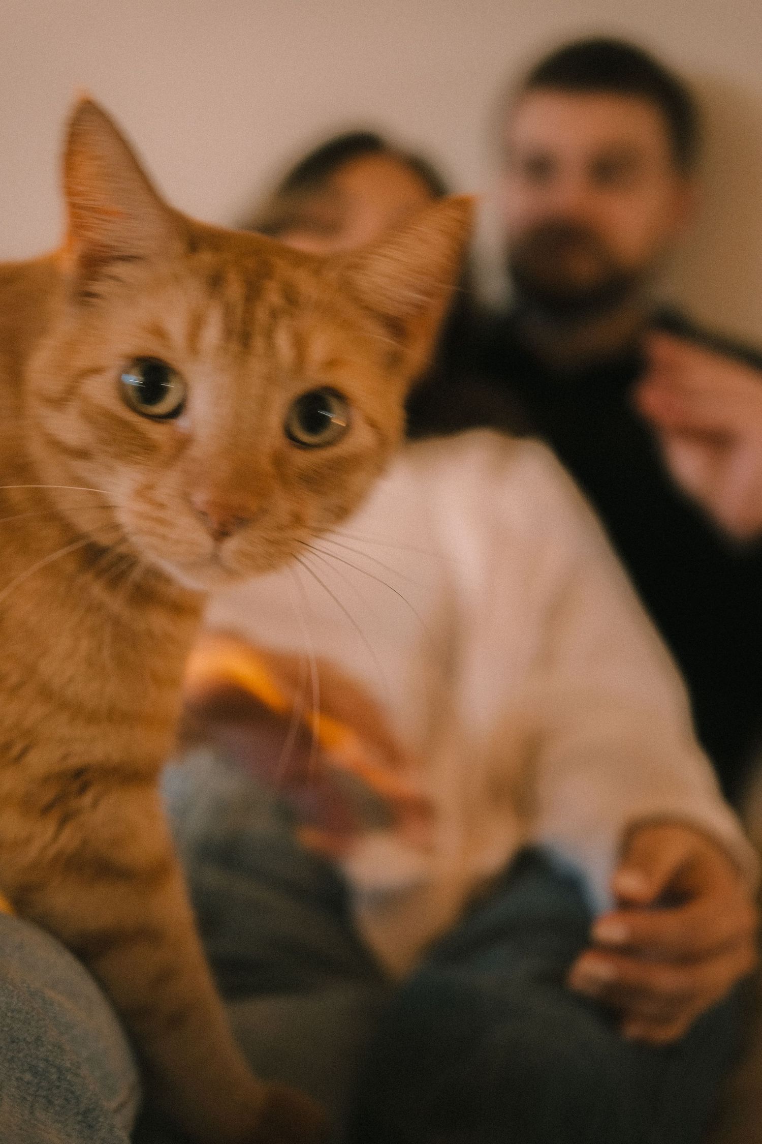 An orange tabby cat sits in focus in the foreground while two blurred people relax on a couch behind it.