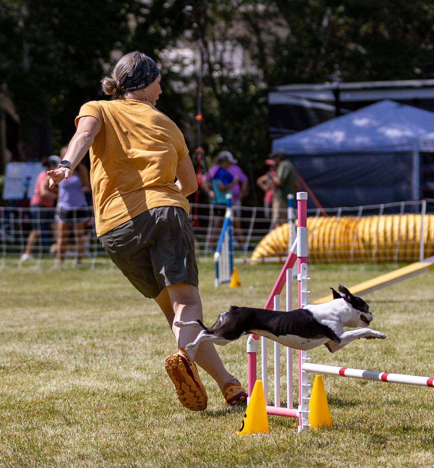 Dog agility photo