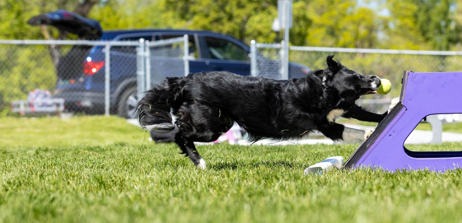 Flyball Photography