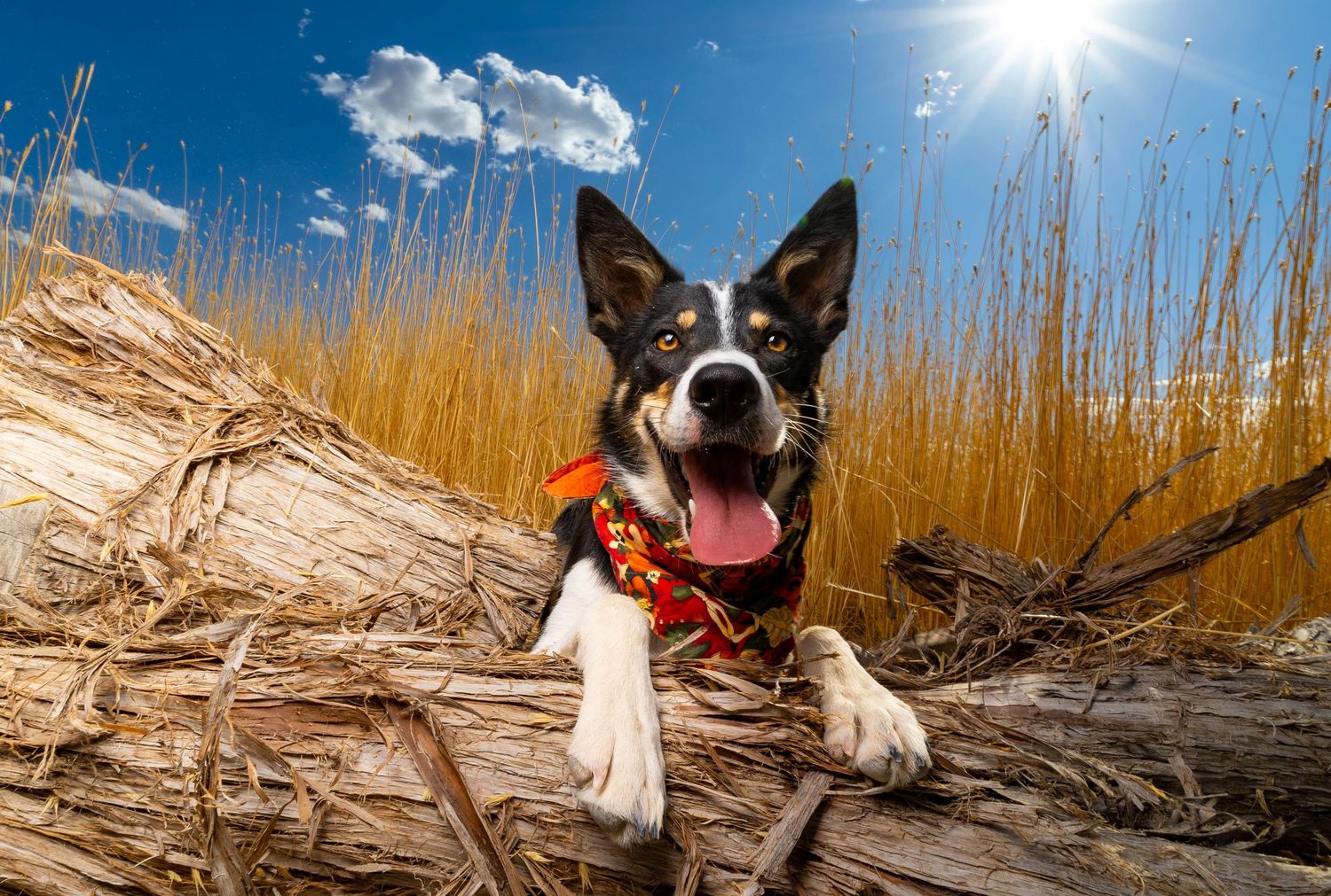 Big sky photo