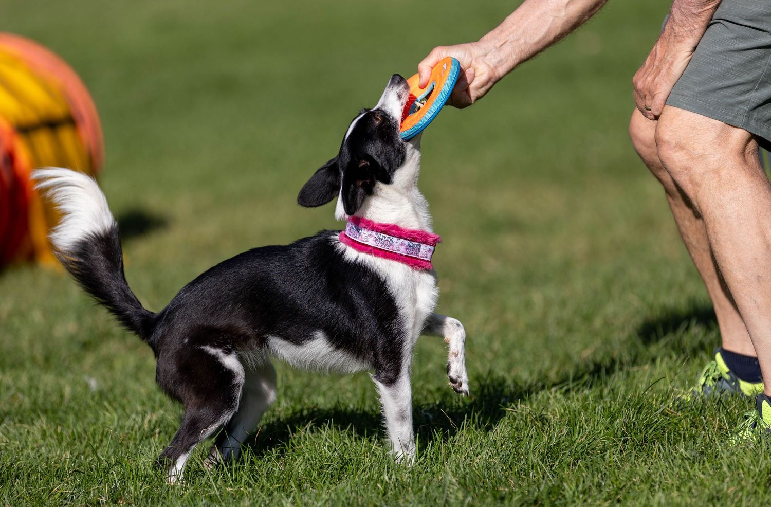 Dog action photography