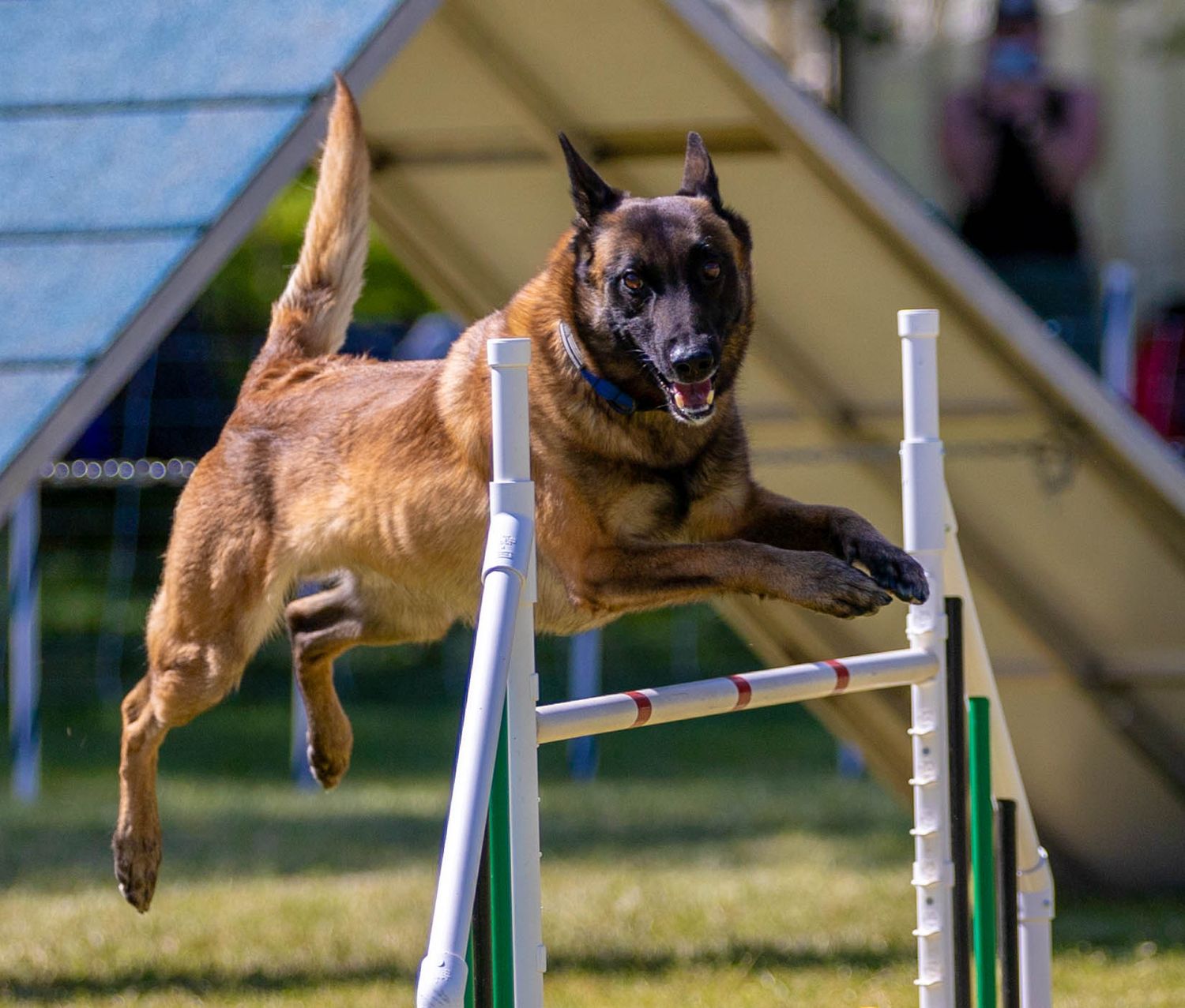 Dog agility photo