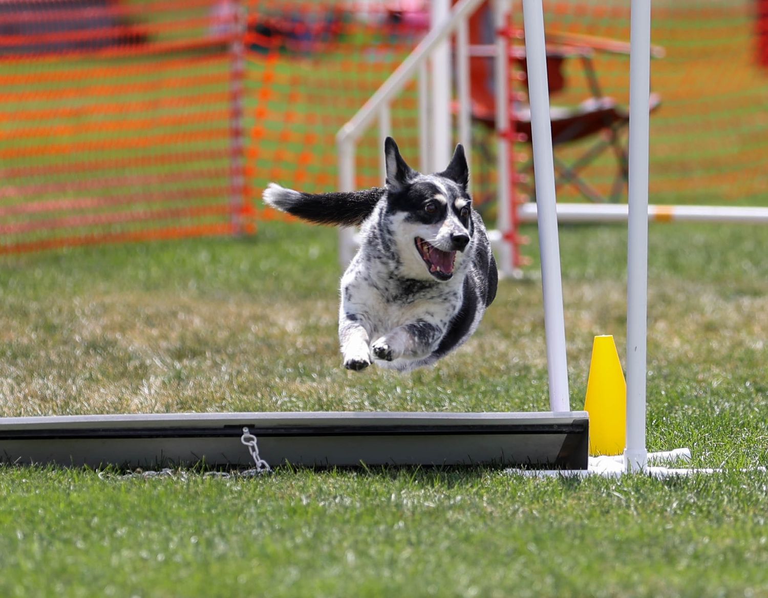 Dog agility photo