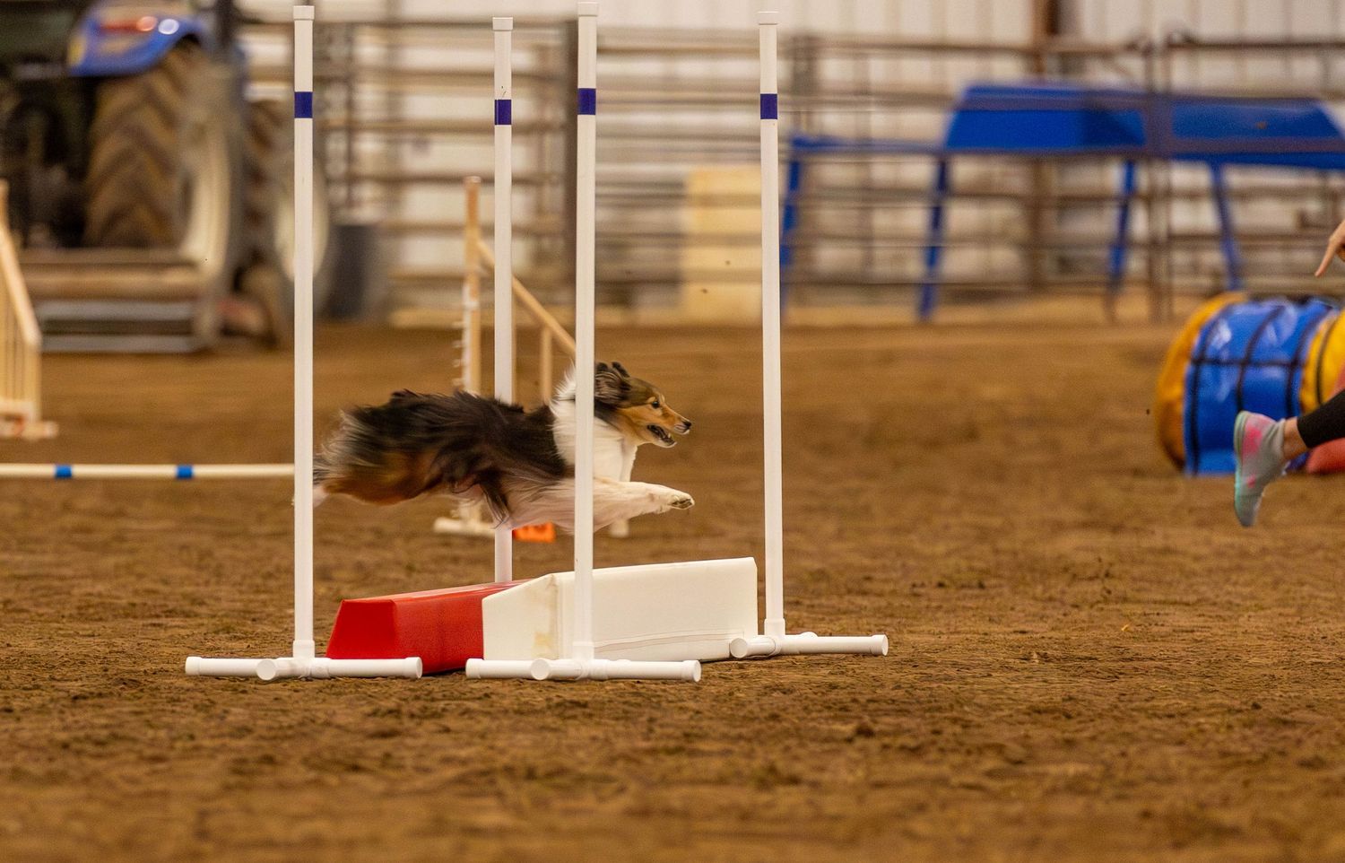 Dog agility photo