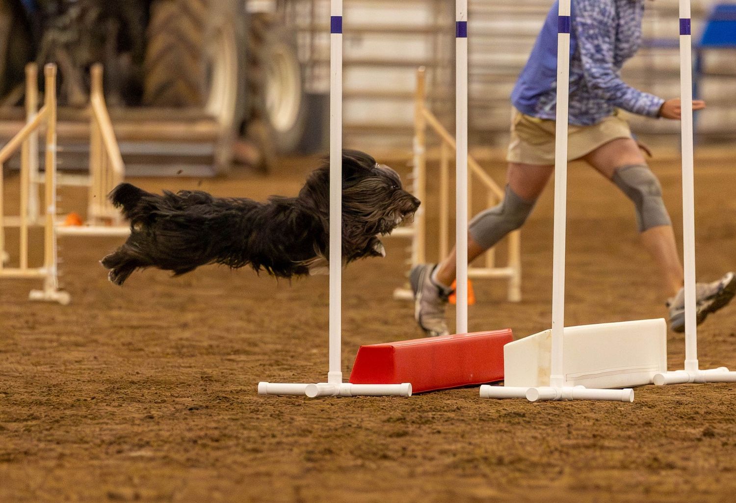 Dog agility photo