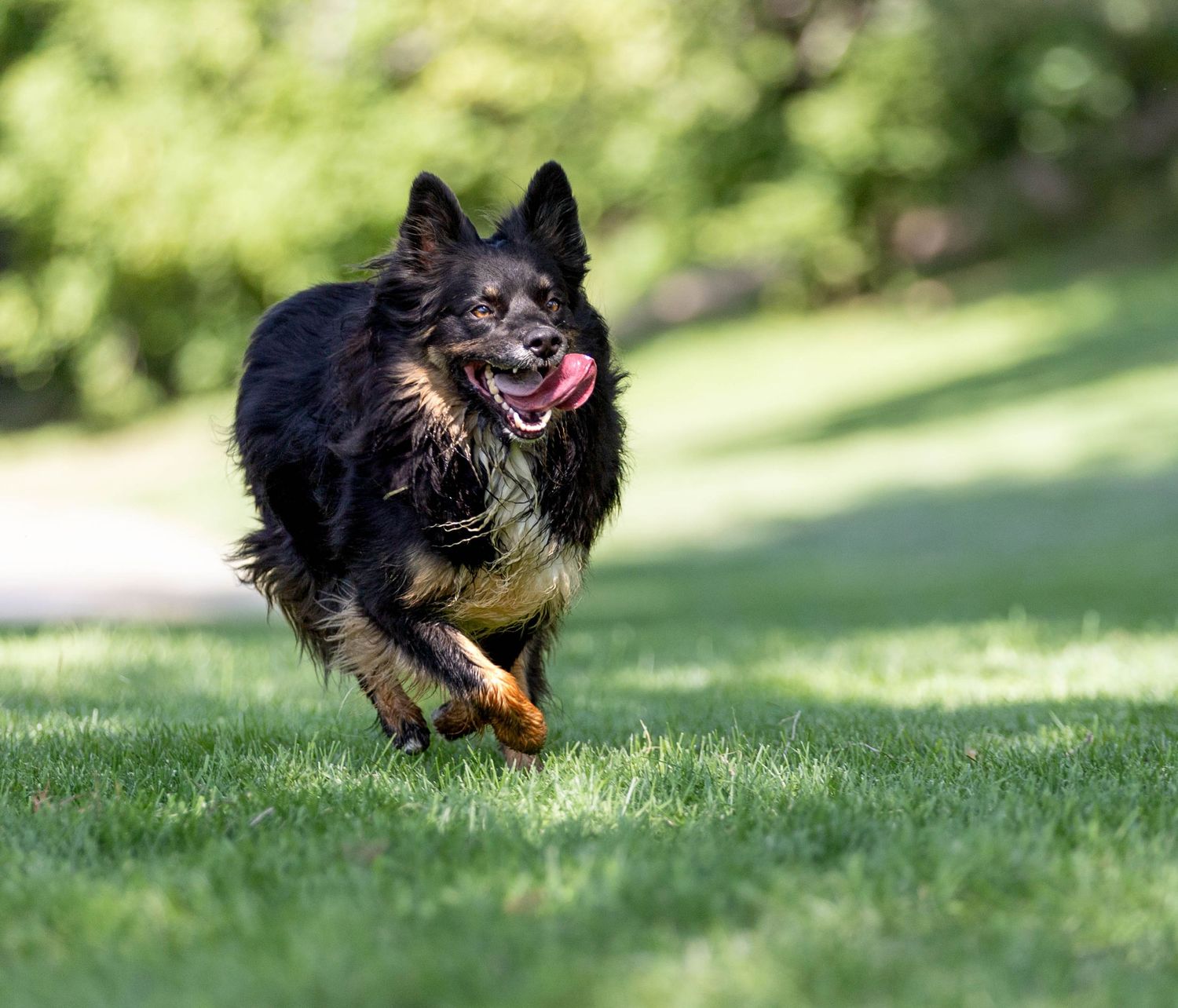 Dog action photography