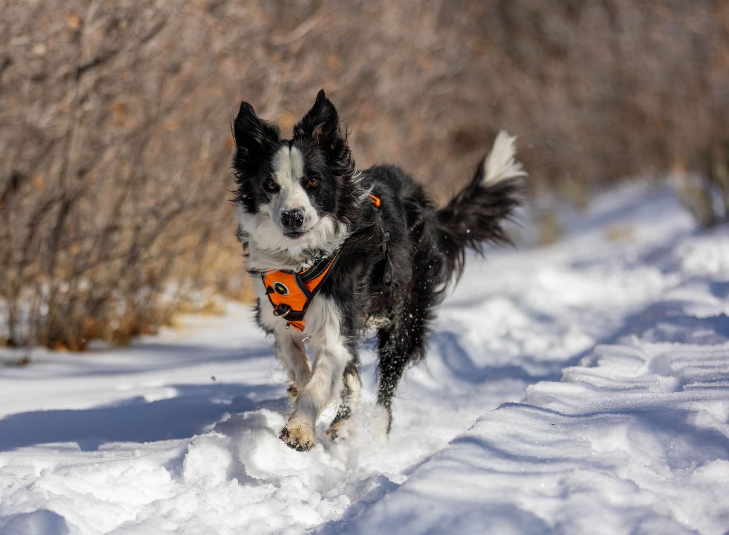 Dog Action Photogarphy