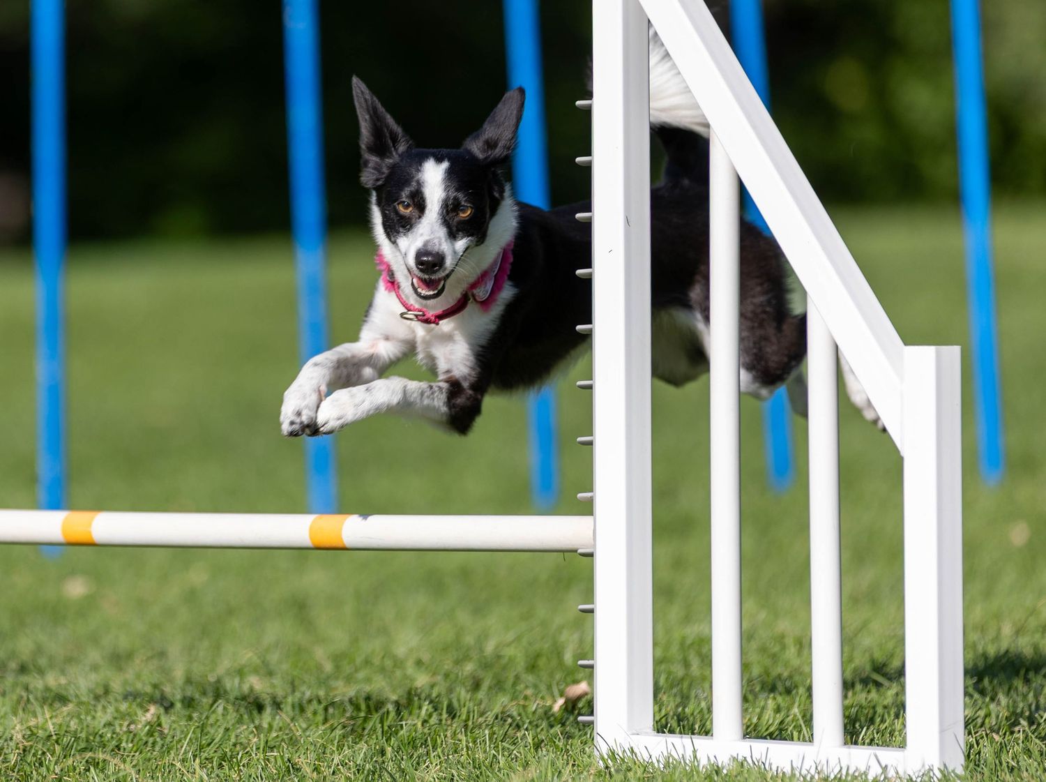 Dog agility photo