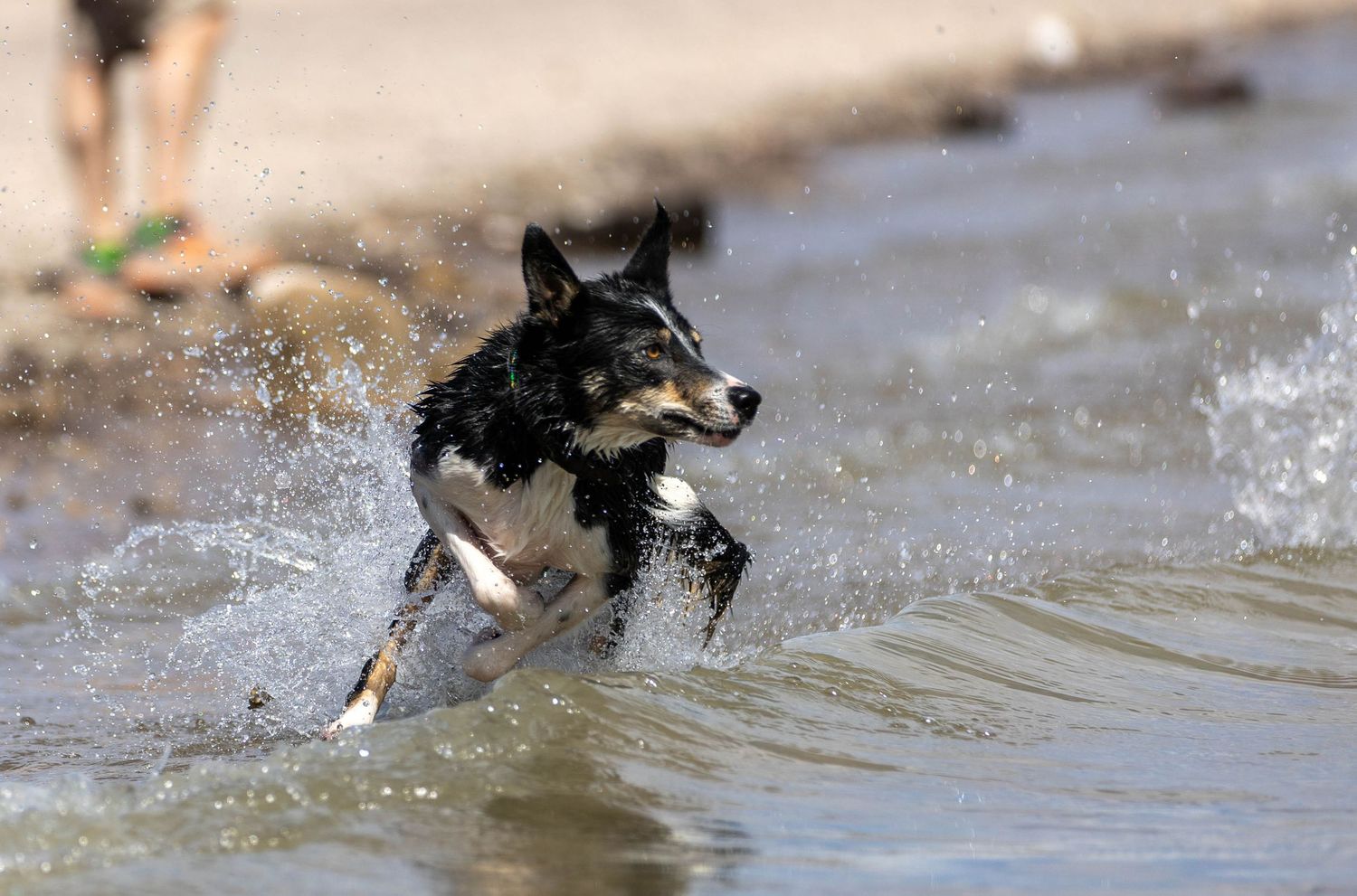 Dog Water photography