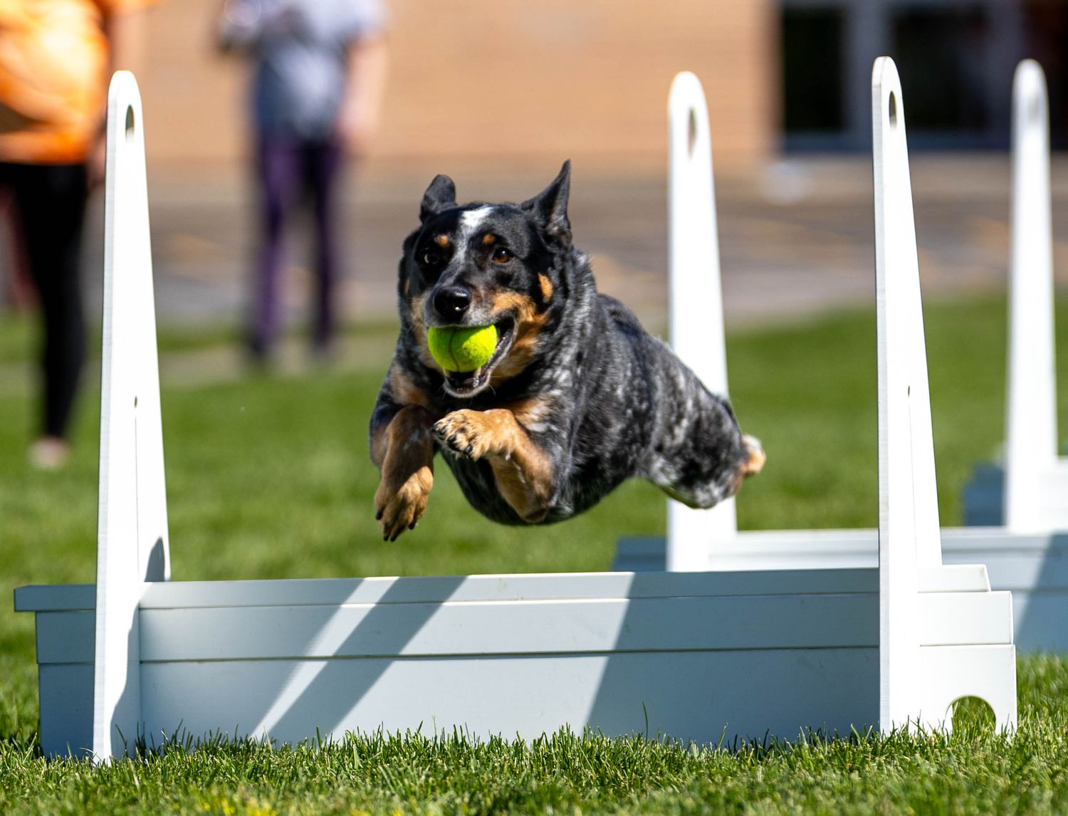 Flyball Photo