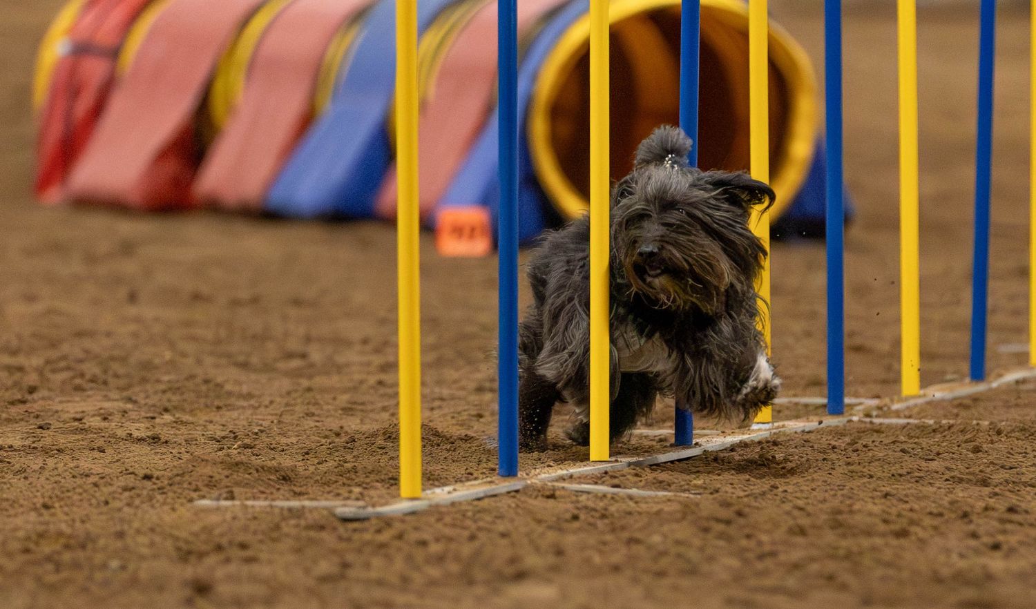 Dog agility photo