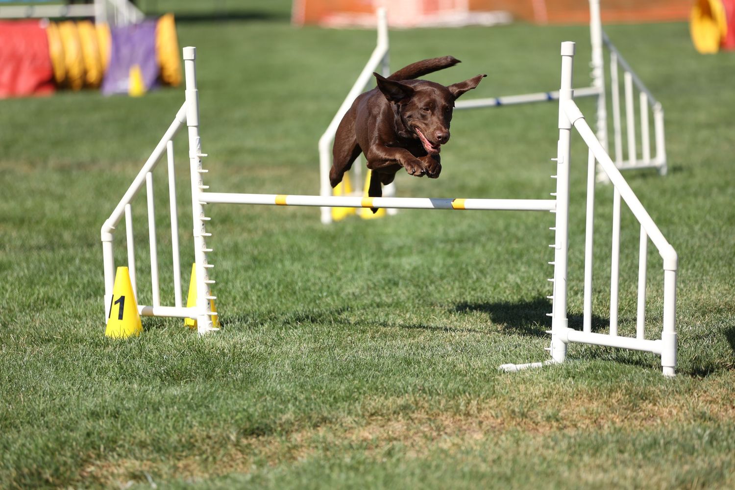 Dog agility photo