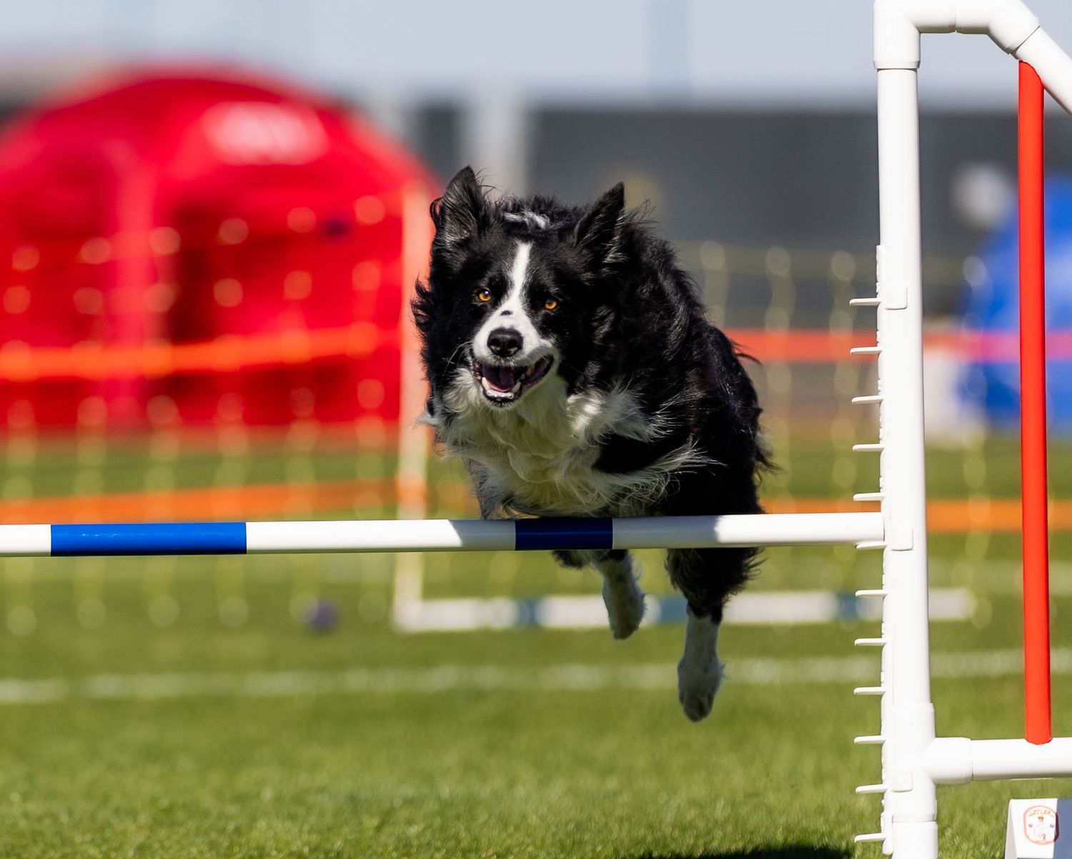 Dog agility photo