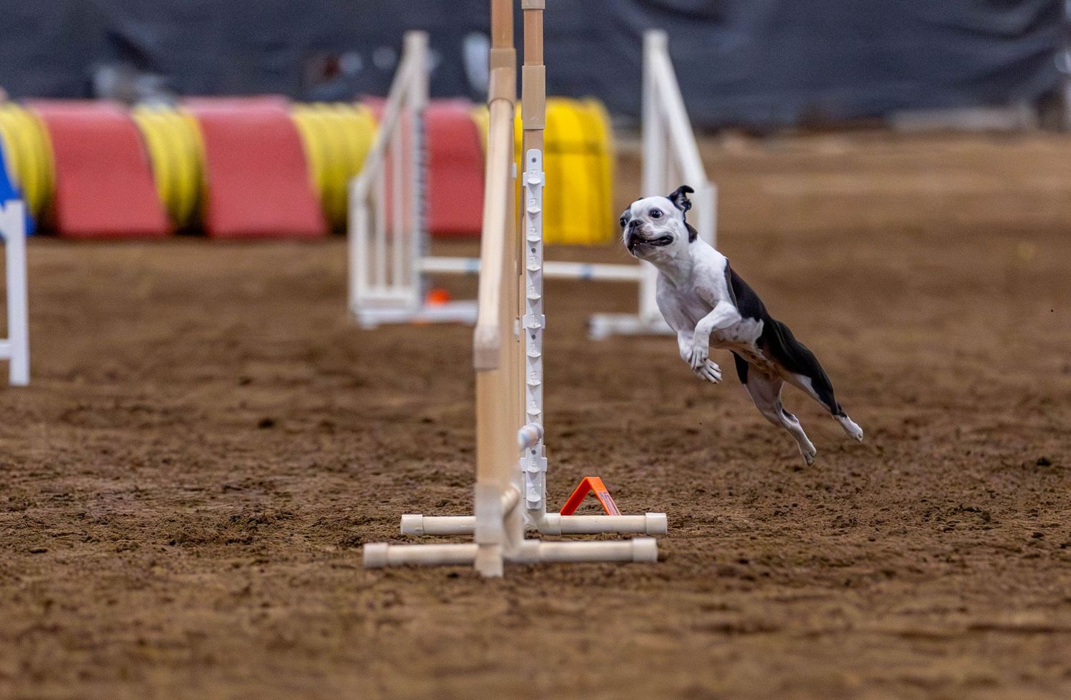 Dog agility photo