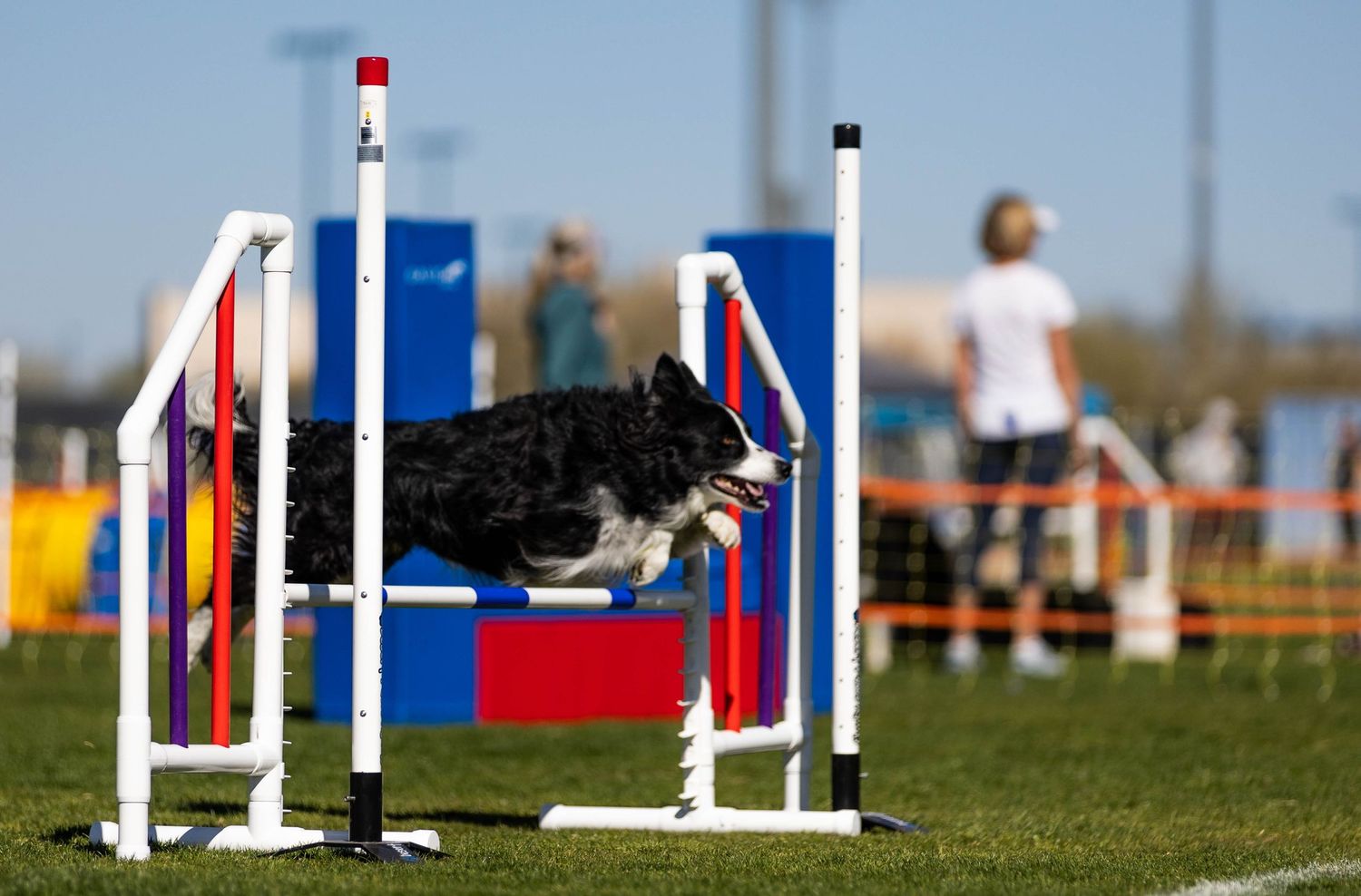 Dog agility photo