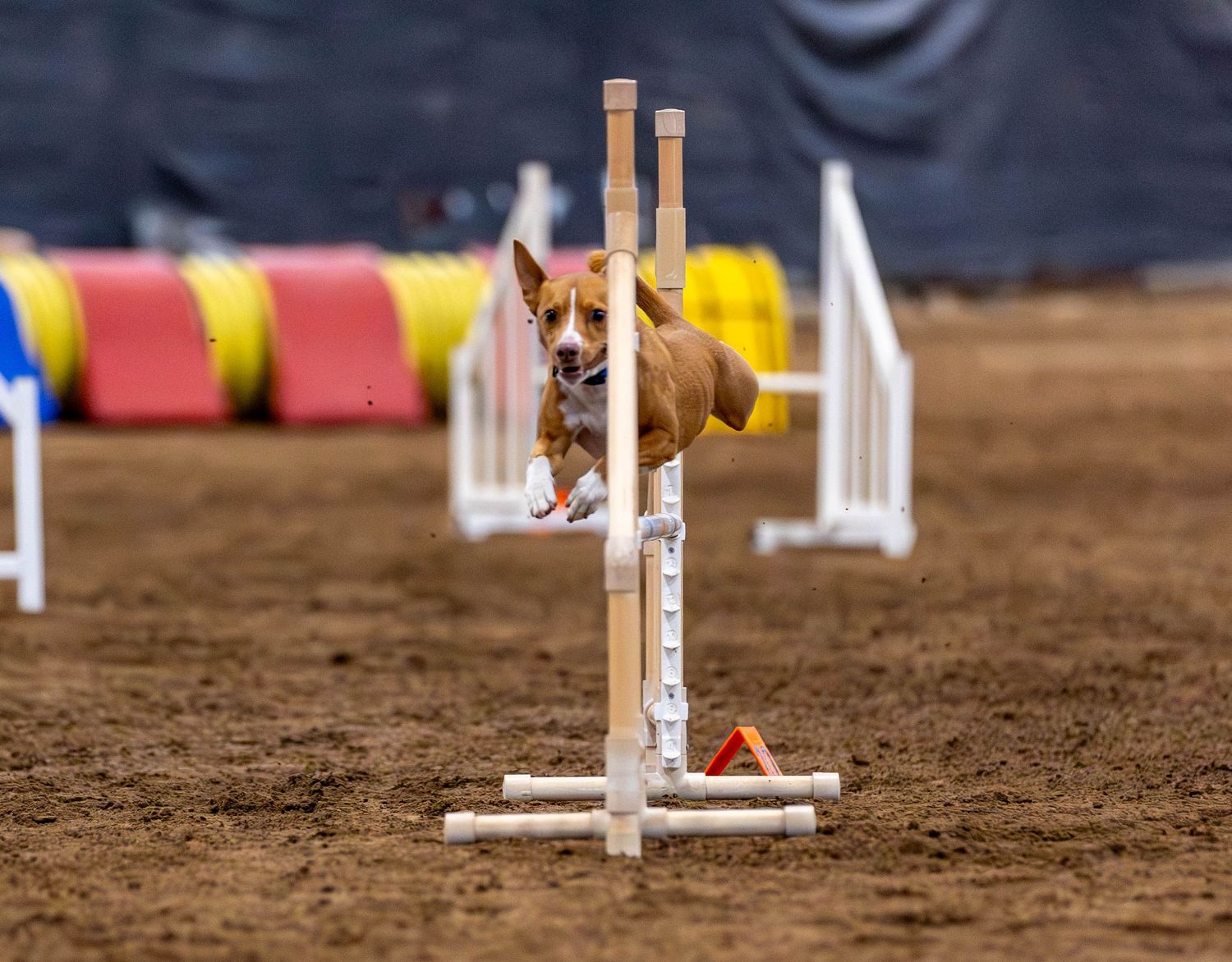 Dog agility photo