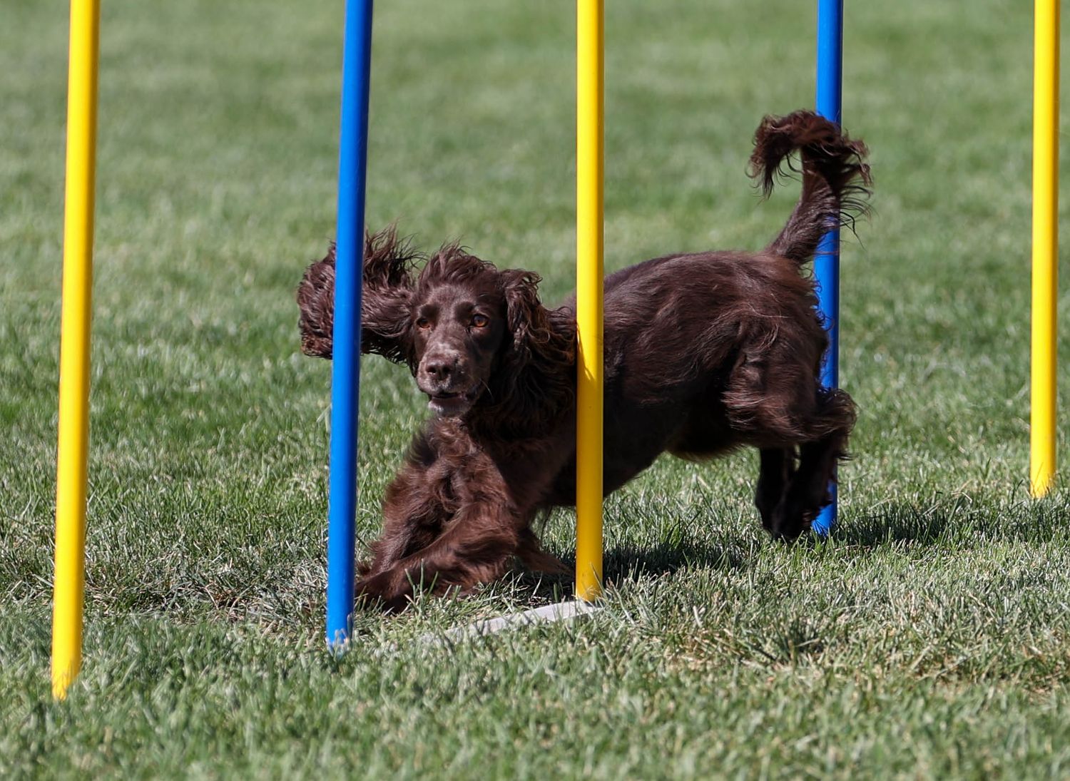 Dog agility photo
