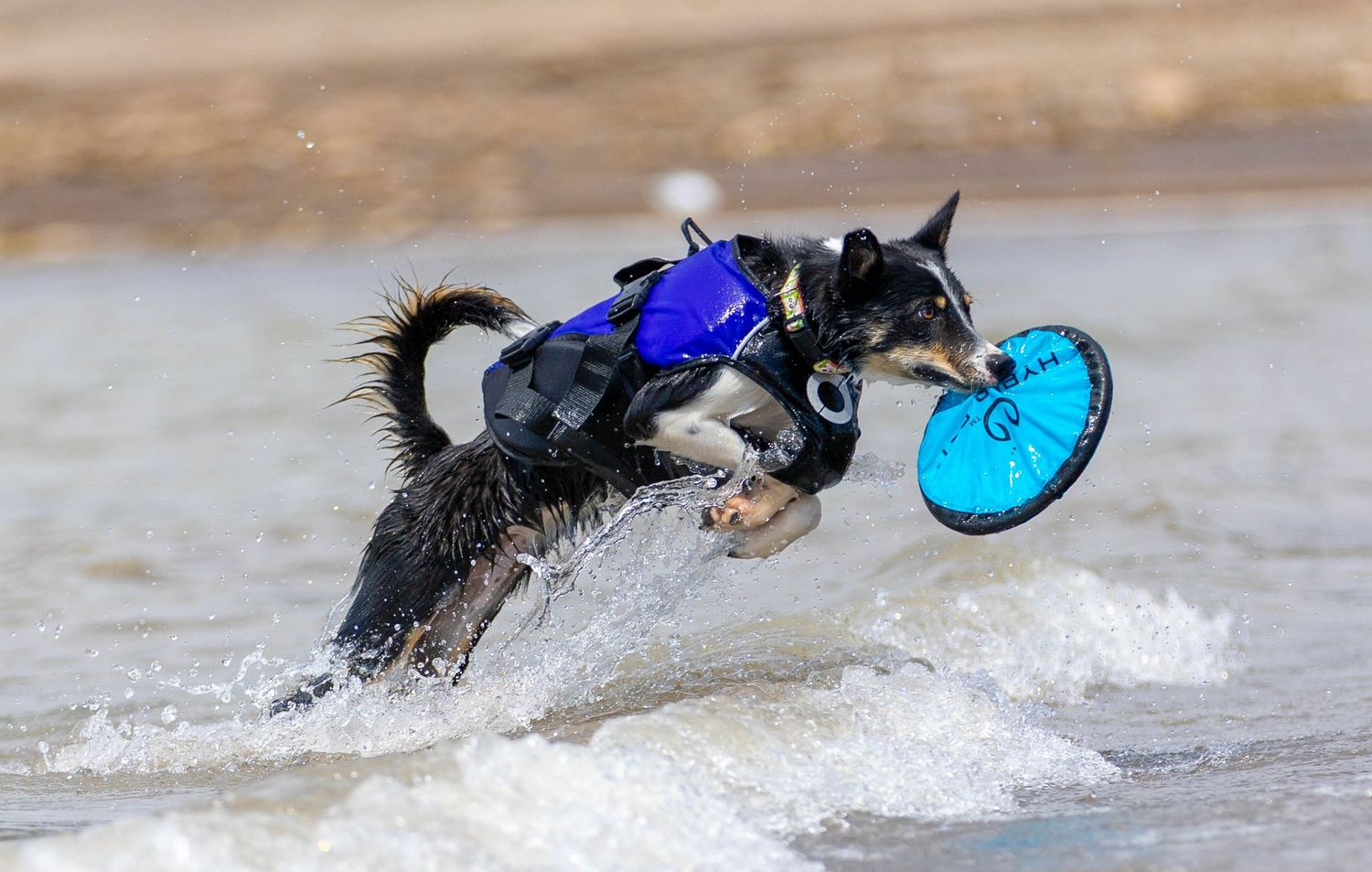 Dog Water photography