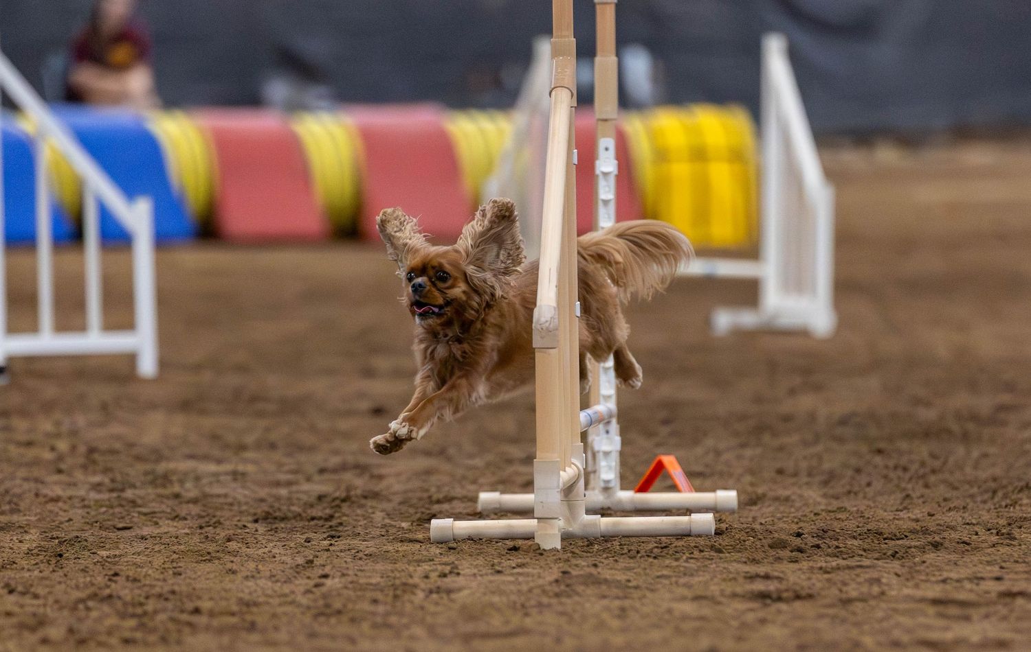 Dog agility photo